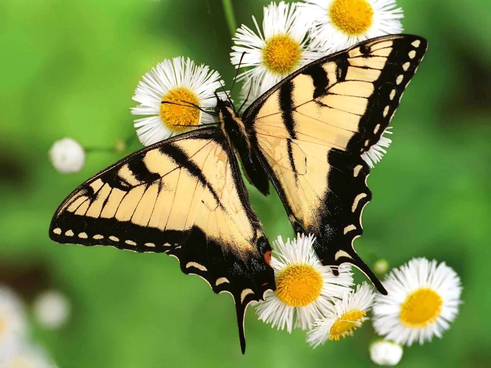 1600x1200 Wallpaper butterfly wallpaper for free download about 024