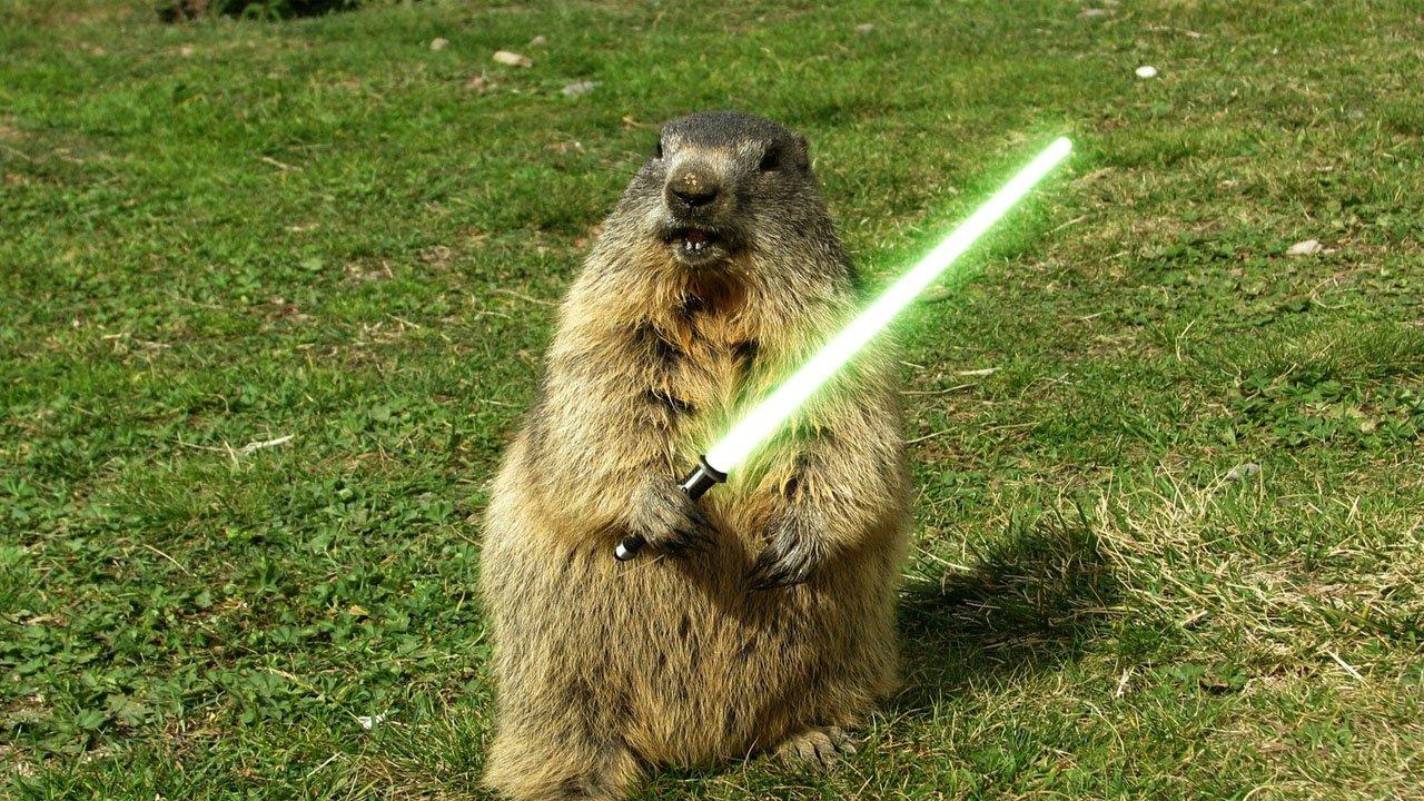 1280x720 Pretty picture: Jedi Marmot