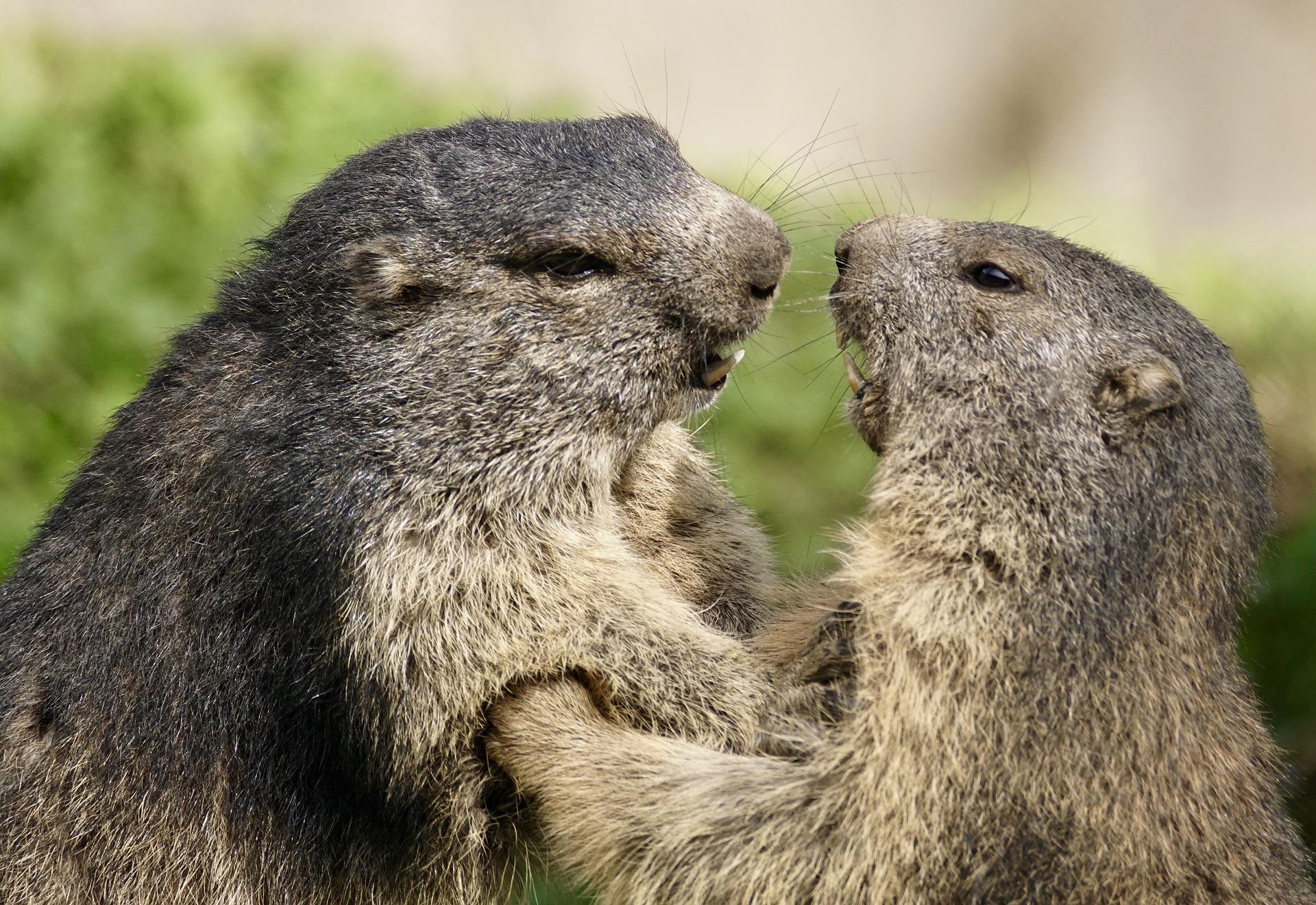 1920x1320 Marmot Wallpaper HD for Android