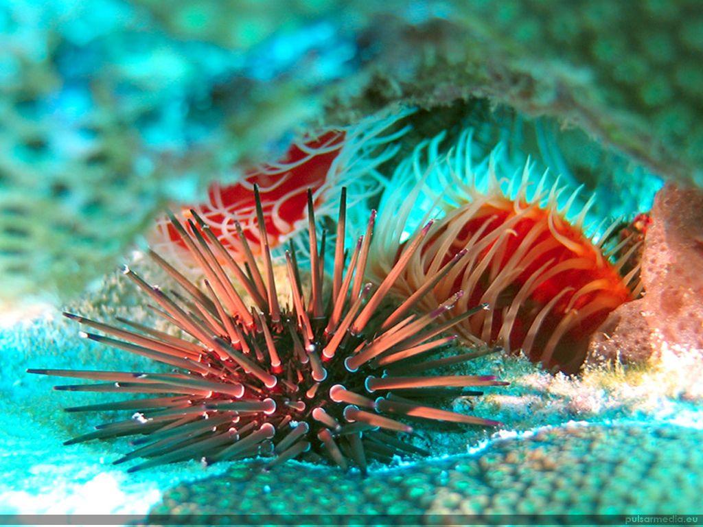 1024x768 Free download Marine Bio 5 Ocean Life 1024x768 Deluxe Wallpaper Ocean Marine Biology [1024x768] for your Desktop, Mobile & Tablet. Explore Marine Life Wallpaper. Ocean Life Wallpaper, Ocean Life