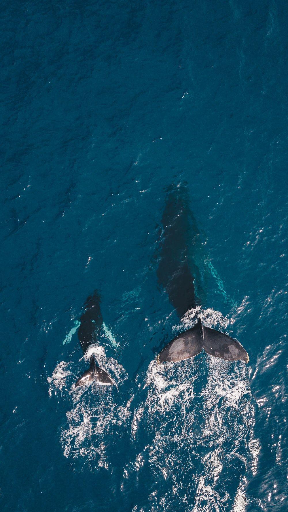 1000x1778 Whale Picture. Download Free Image