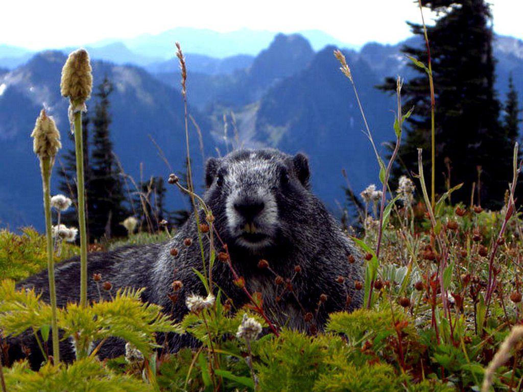 1024x768 Background Collections: marmot wallpaper