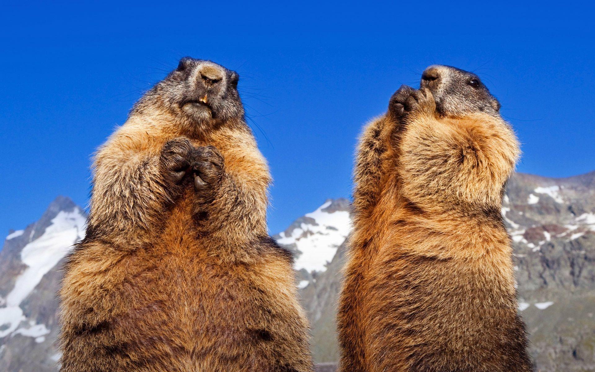 Marmot Wallpapers - Top Free Marmot Backgrounds - WallpaperAccess