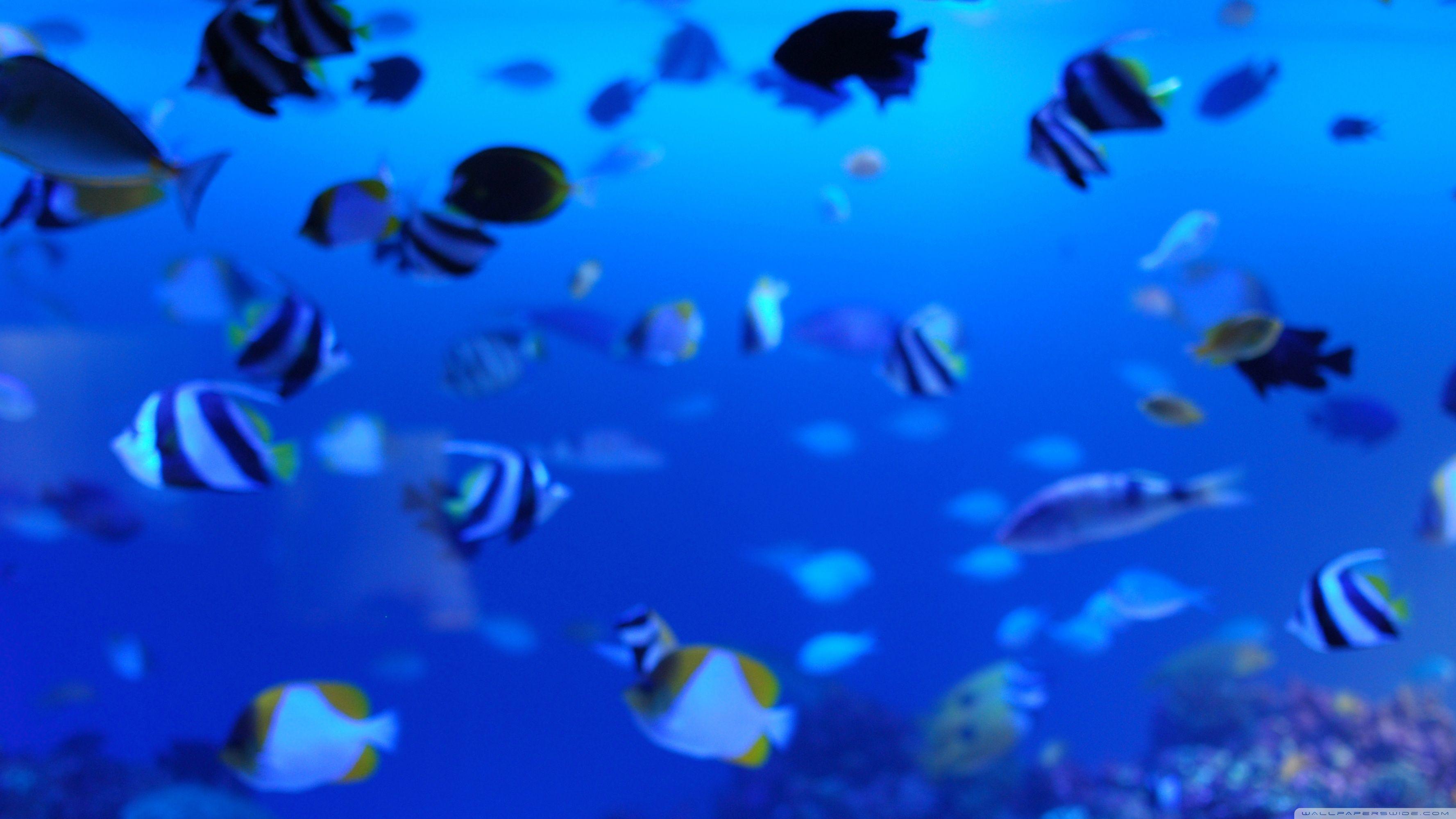 3554x1999 Marine Life Ultra HD Desktop Background Wallpaper for 4K UHD TV : Multi Display, Dual Monitor : Tablet