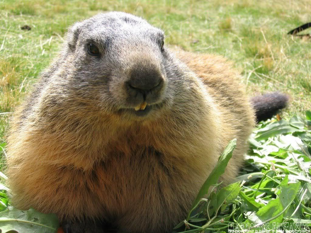 Marmot Wallpapers - Top Free Marmot Backgrounds - WallpaperAccess