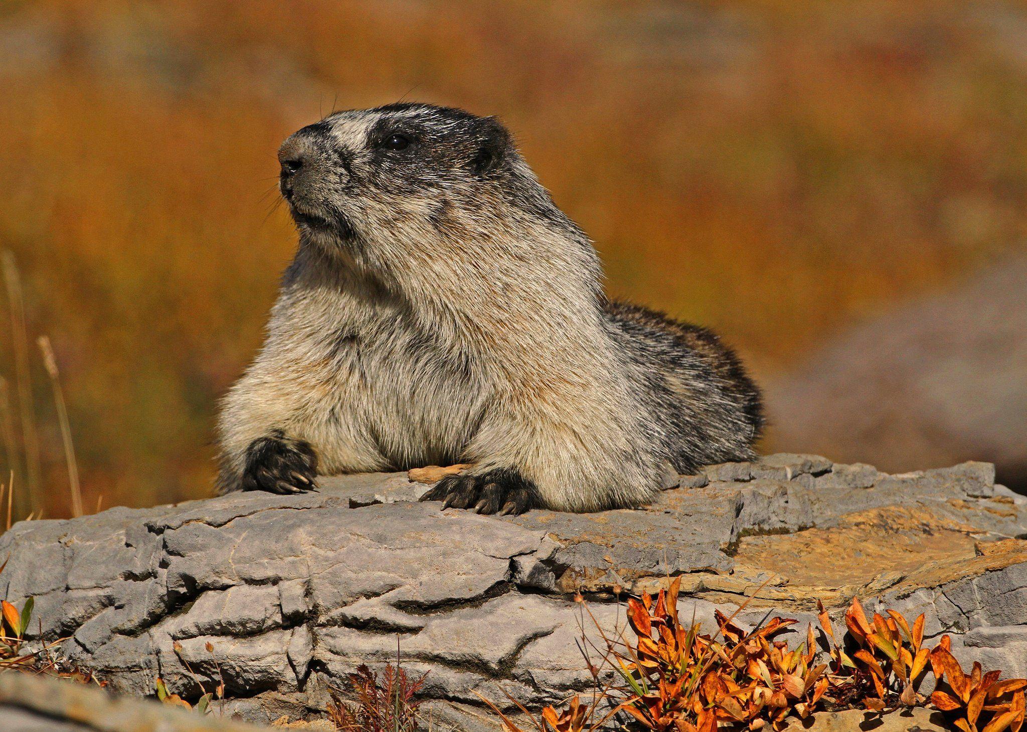 Marmot Wallpapers - Top Free Marmot Backgrounds - WallpaperAccess