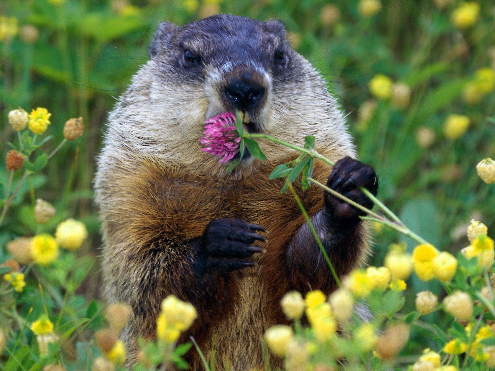 1600x1200 Groundhog Wallpaper