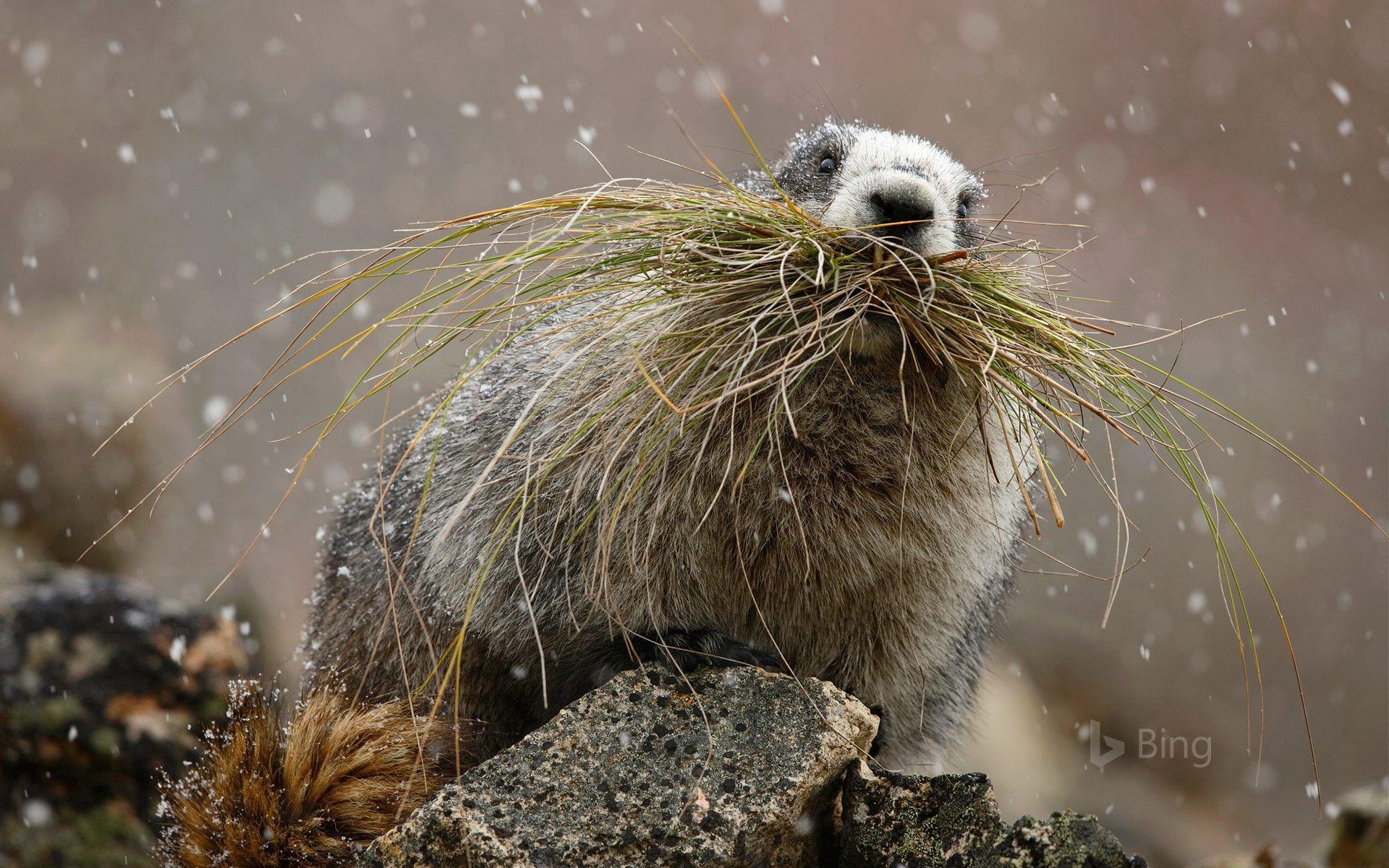 1920x1200 Hoary marmot in Denali National Park, Alaska