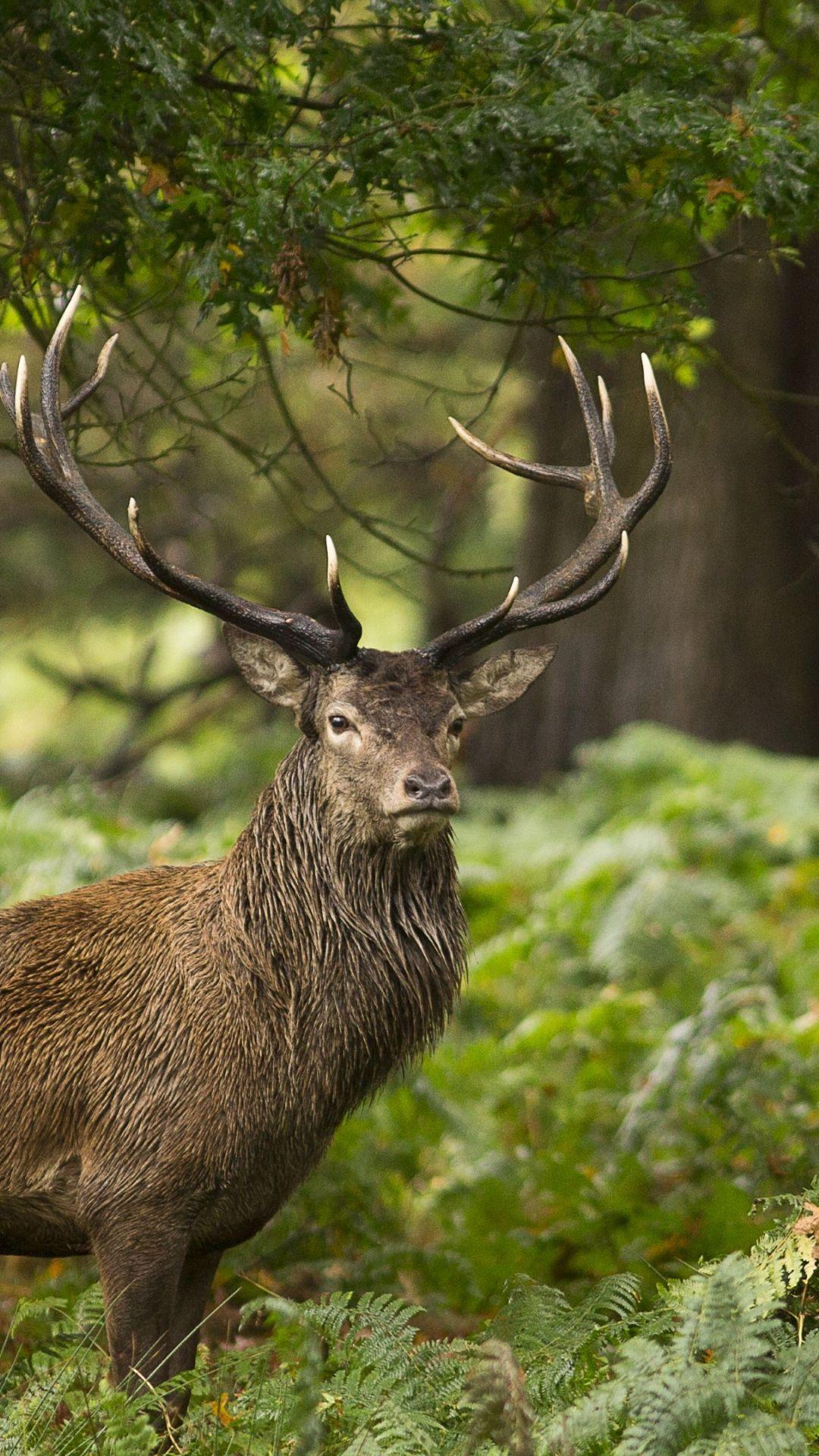1080x1920 Free download Forest Wild Animal Stag HD Wallpaper 4K Wallpaper [3840x2160] for your Desktop, Mobile & Tablet. Explore Forest Animal Wallpaper. Forest Wallpaper for Computer, Forest Wallpaper for Bedroom