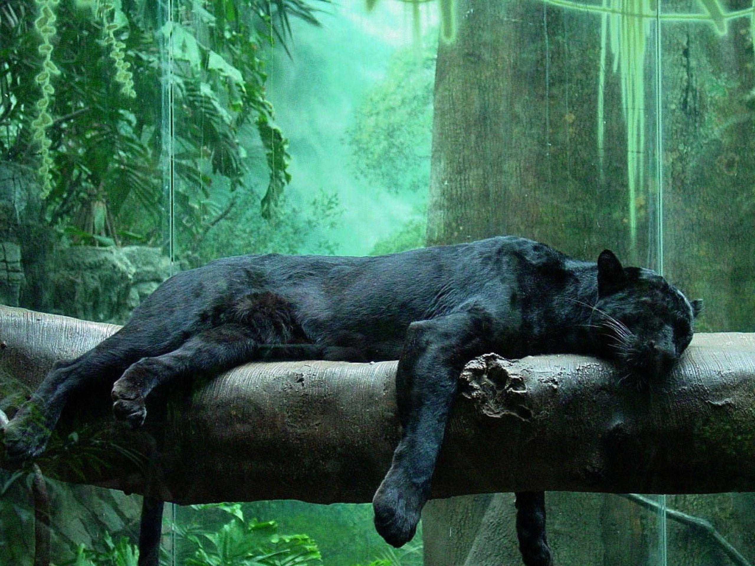 2560x1920 Download Wallpaper, Download 2560x1920 nature trees jungle forest animals puma panthers series black panther rest 12. Wild cats, Black animals, Animals beautiful