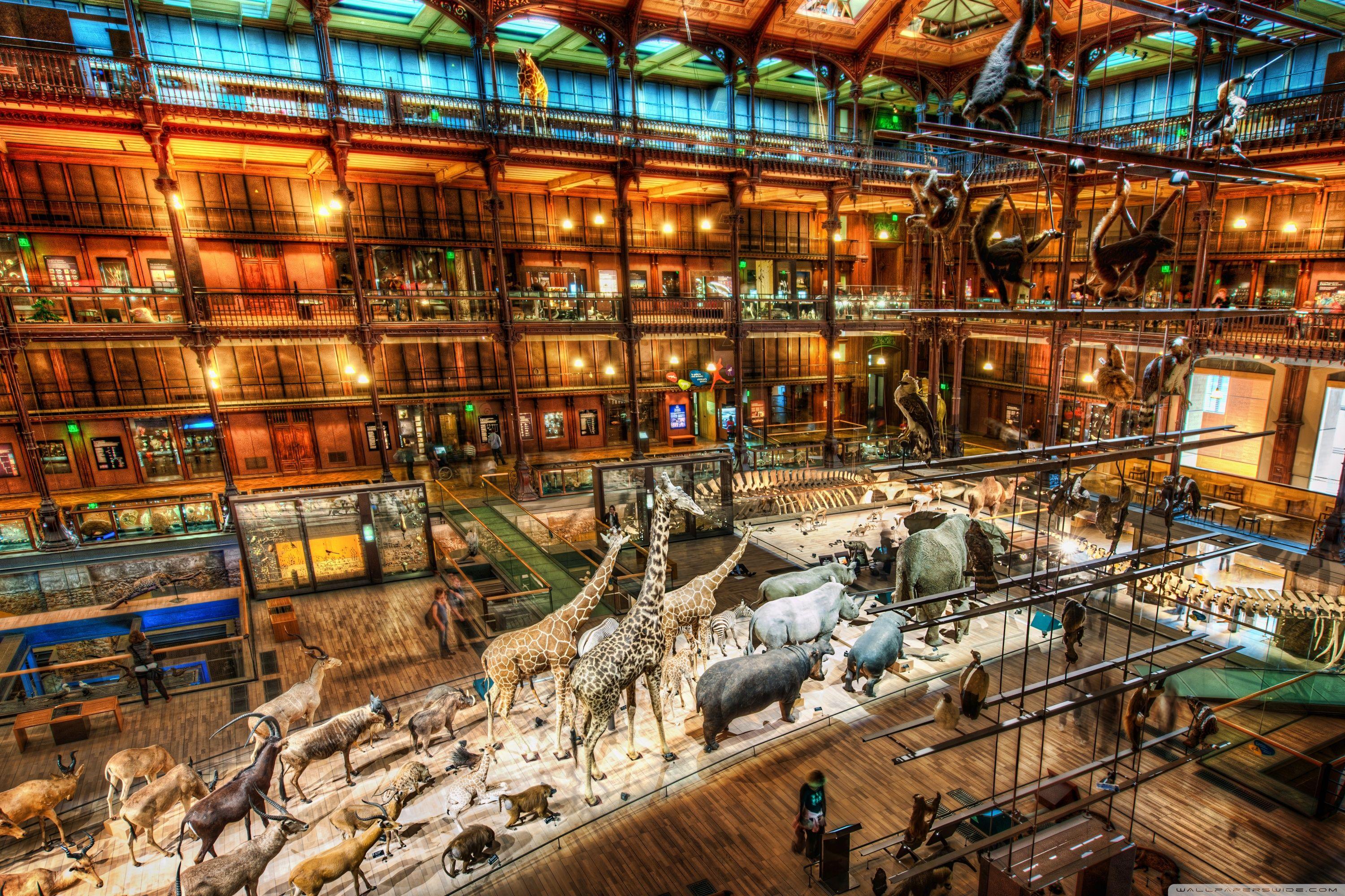 3000x2000 A Night At The Museum Ultra HD Desktop Background Wallpaper for : Widescreen & UltraWide Desktop & Laptop : Tablet