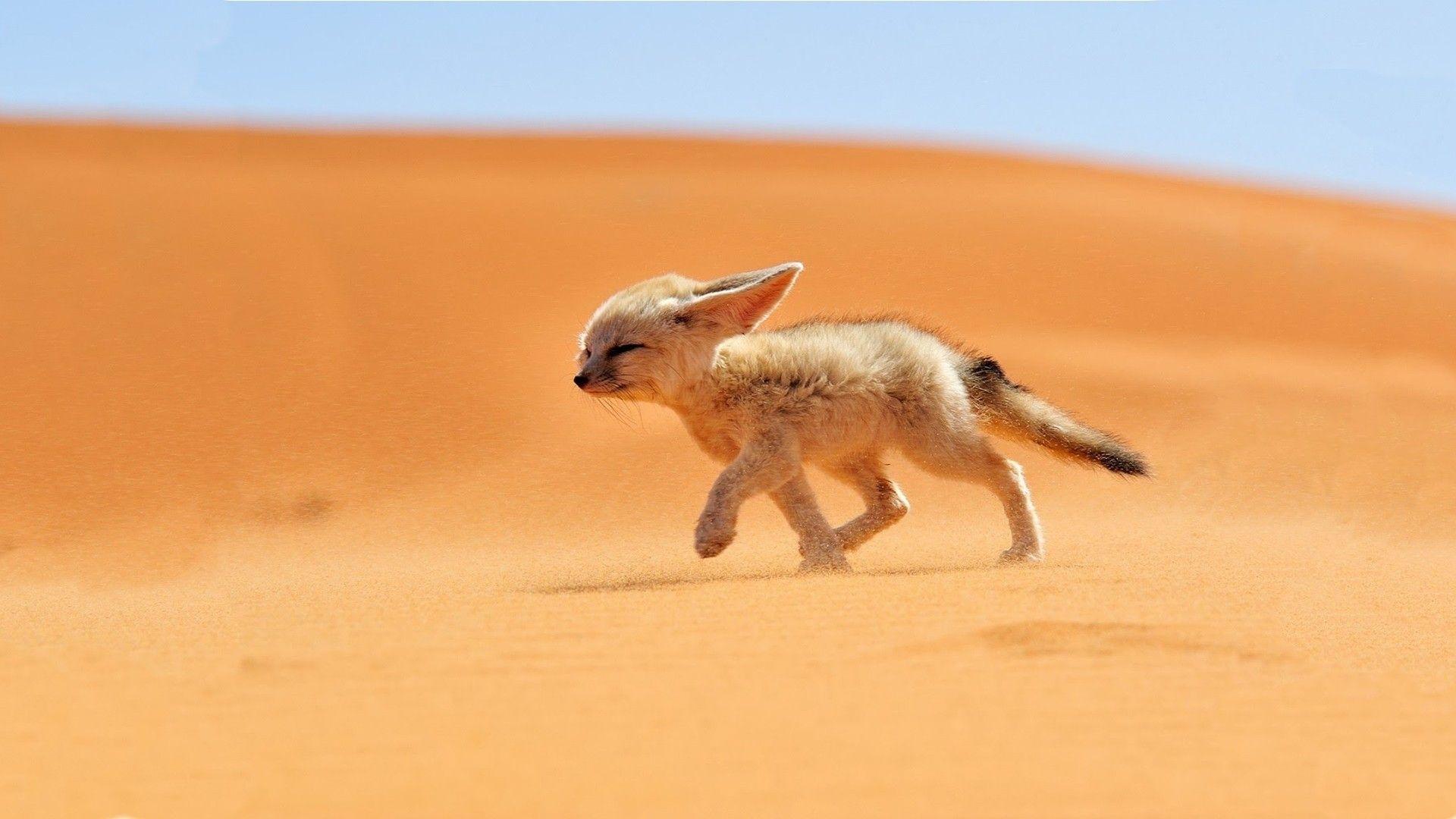 1920x1080 Download Wallpaper Desktop Image, , HD, Nature, fox, Sand, Desert, 4k, 1920x1080