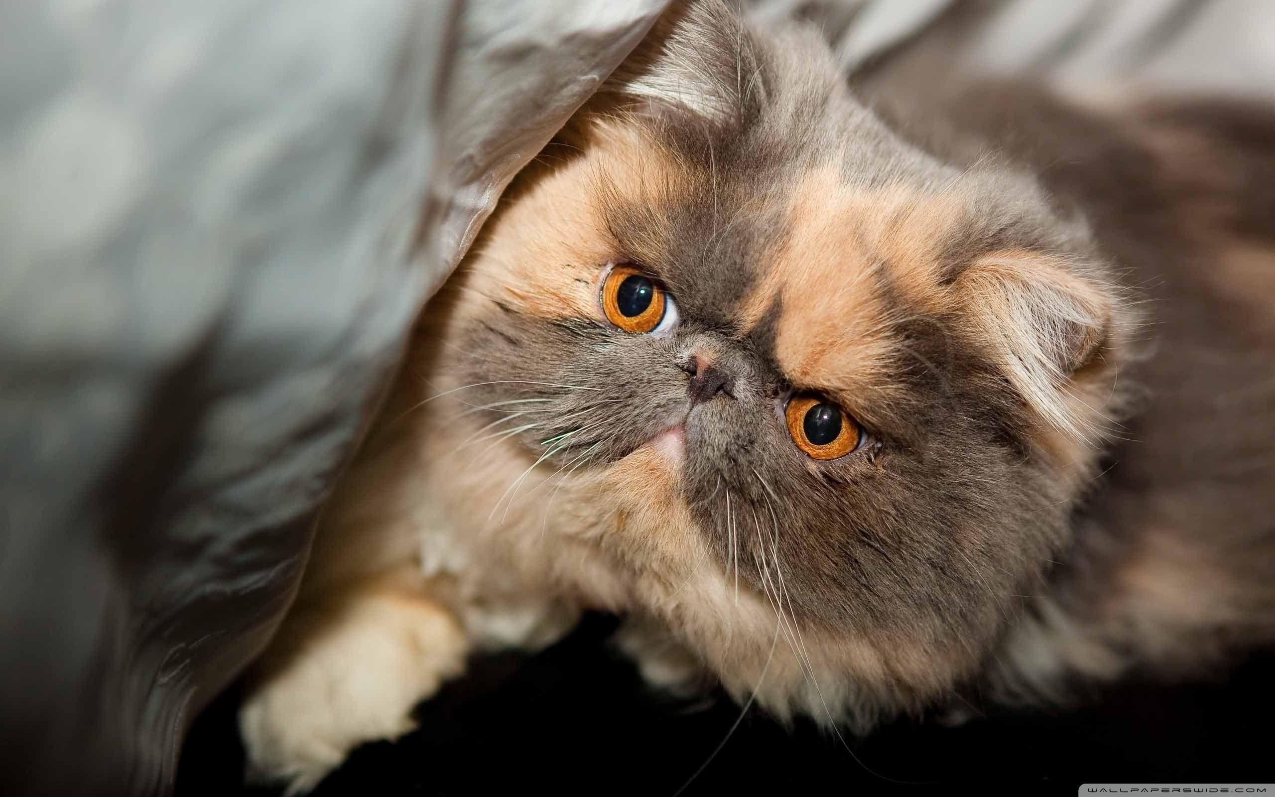 2560x1600 Persian Cat Wallpaper