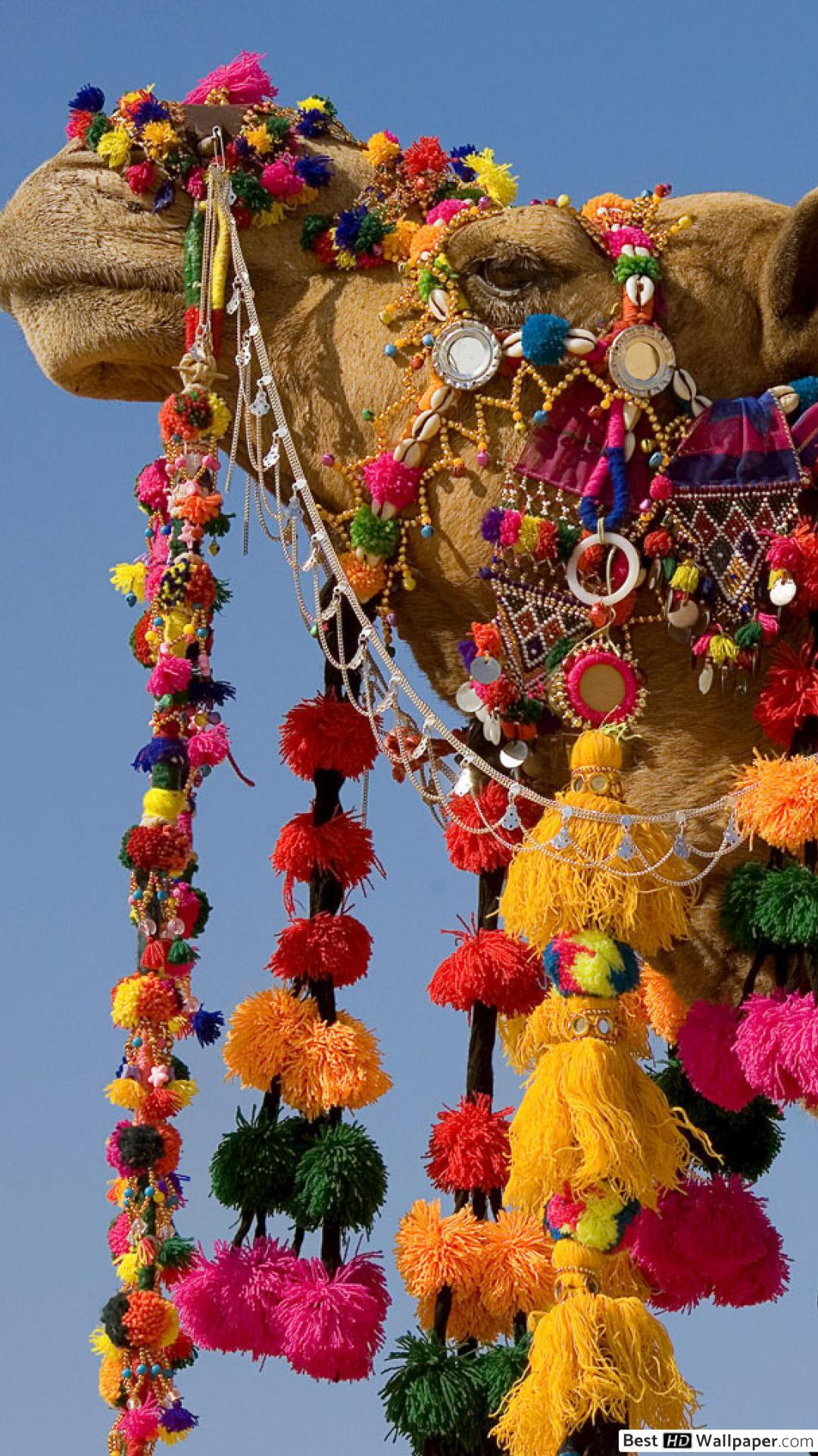 1080x1920 Rajasthan Camel Safari HD wallpaper download