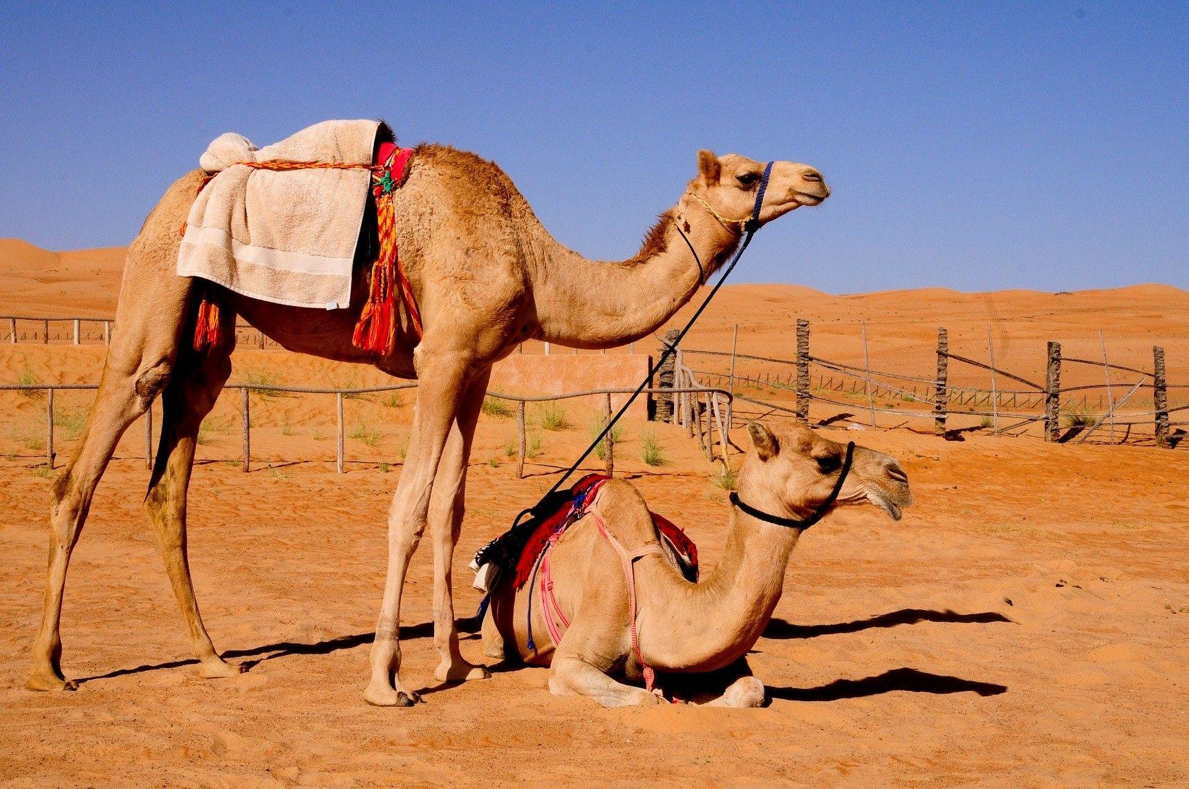 1720x1142 Camel Wallpaper. Camel Wallpaper, Desert Camel Wallpaper and Camel Spider Wallpaper