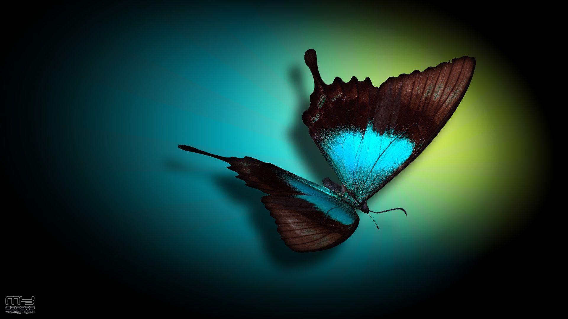 1920x1080 Blue Butterfly Wallpaper Image Sdeerwallpaper 800×600 Blue