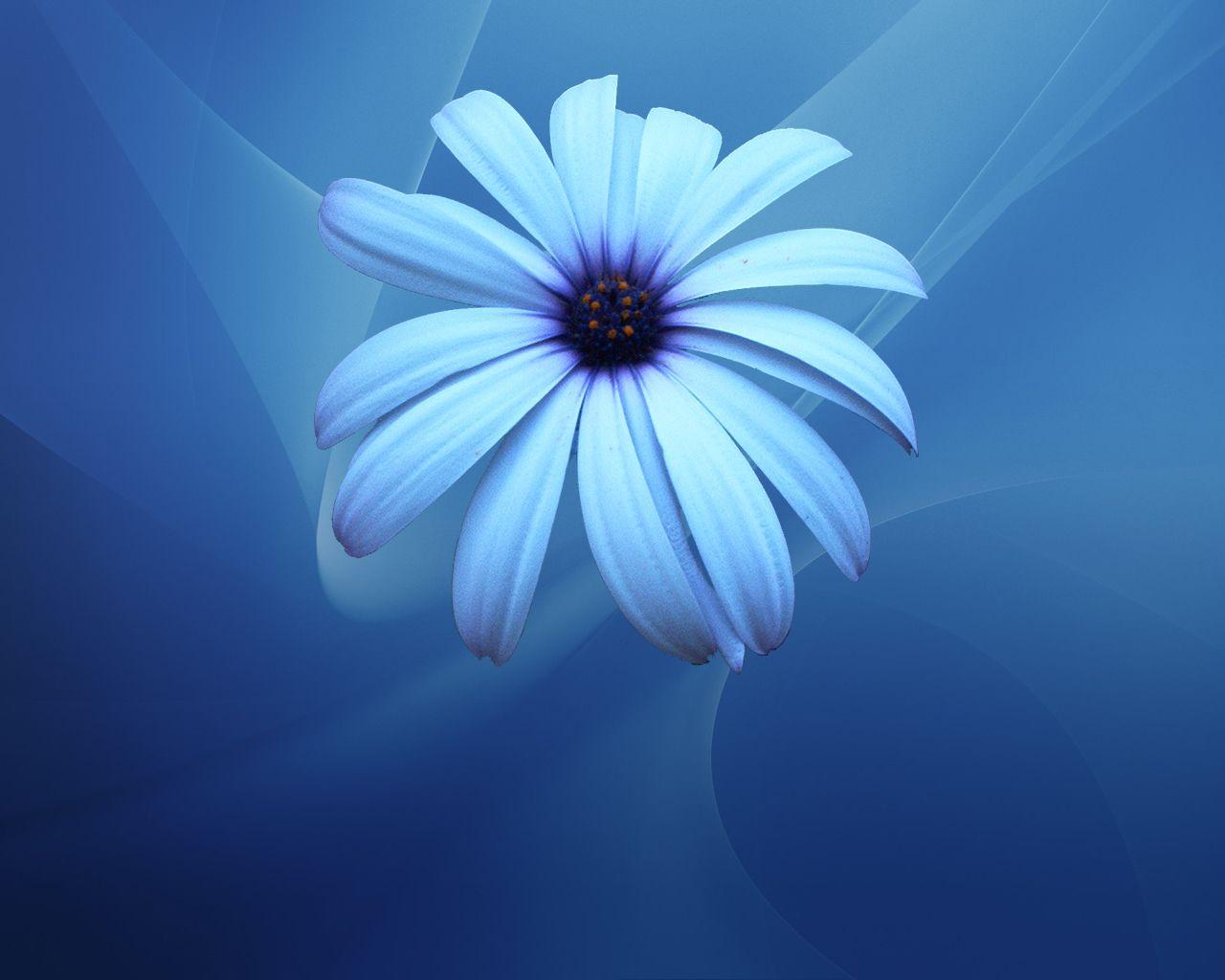 1280x1024 Blue Flower Wallpaper Wallpaper Blue Flowers HD Wallpaper