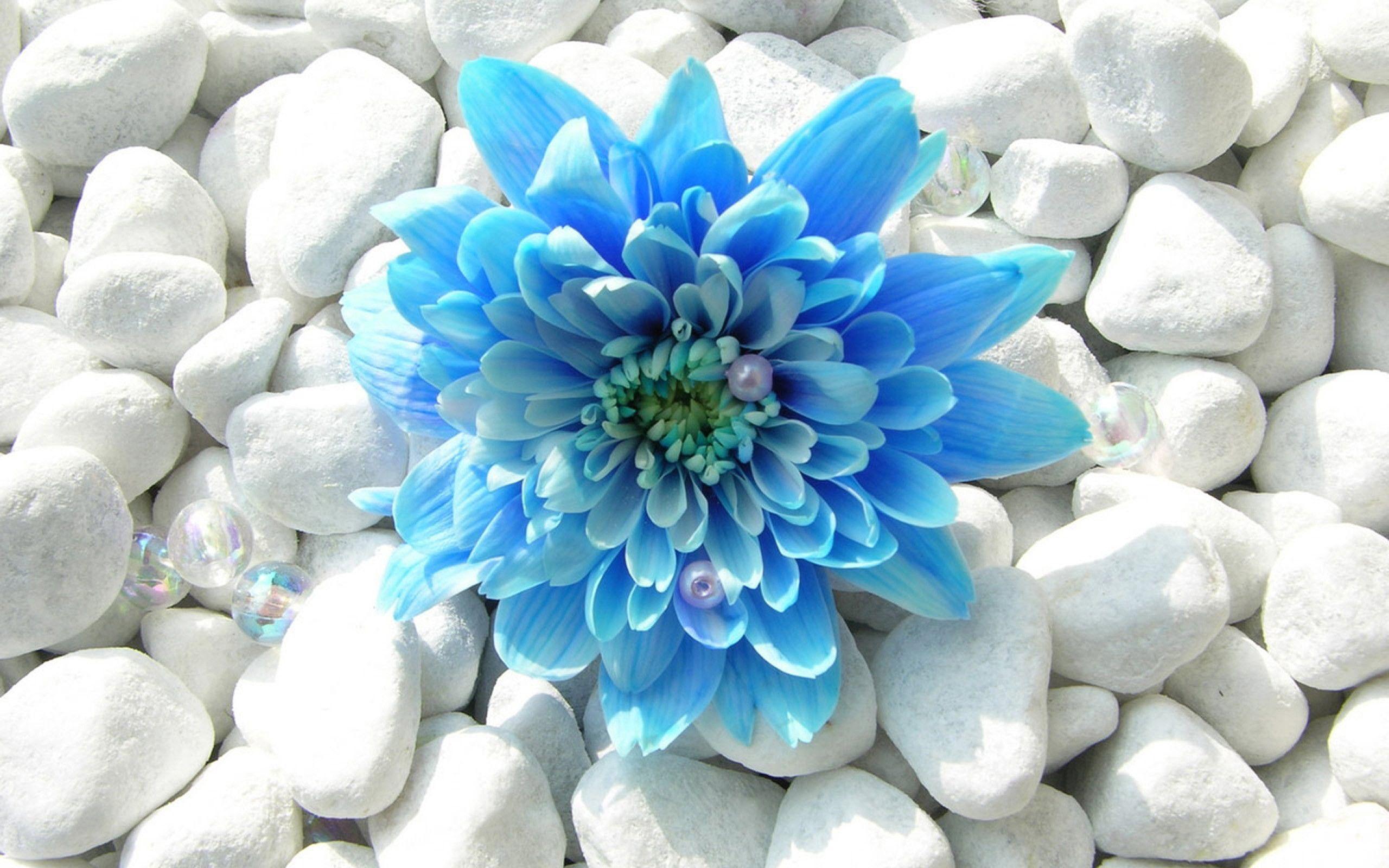 2560x1600 Blue Flower Desktop Wallpaper, Wallpaper, Blue Flower Blue Wallpaper HD HD Wallpaper