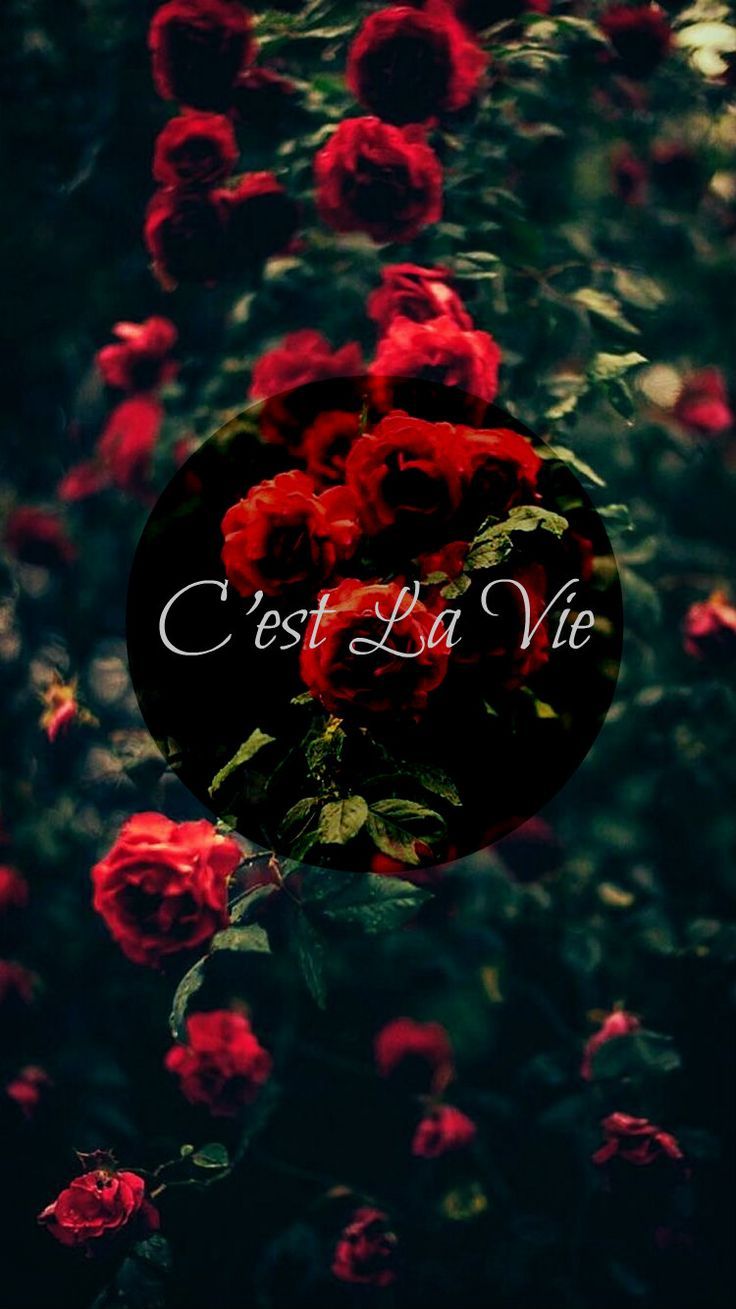 736x1309 C'est La Vie Rose iphone wallpaper + quote