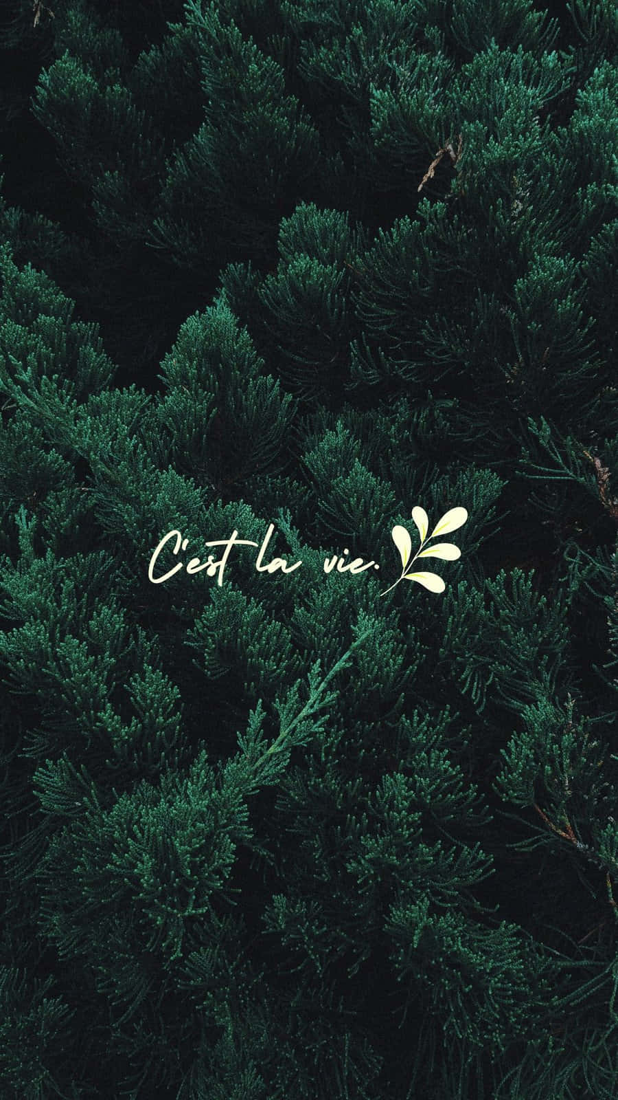 900x1600 A Green Background With The Words'cest La Vie' Wallpaper
