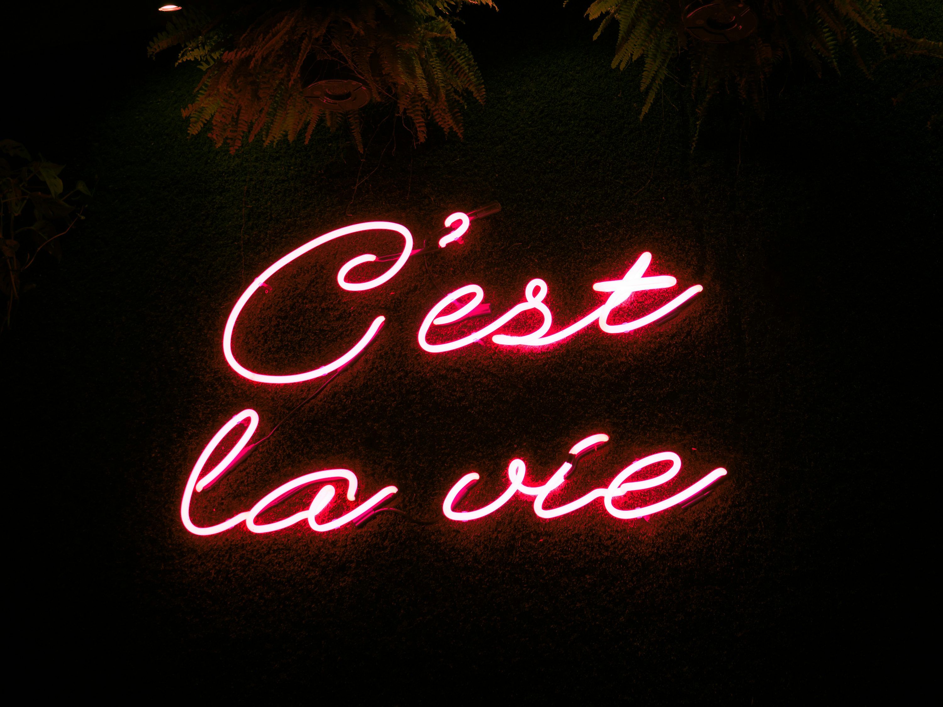3000x2250 A neon sign that reads, cest la vie photo