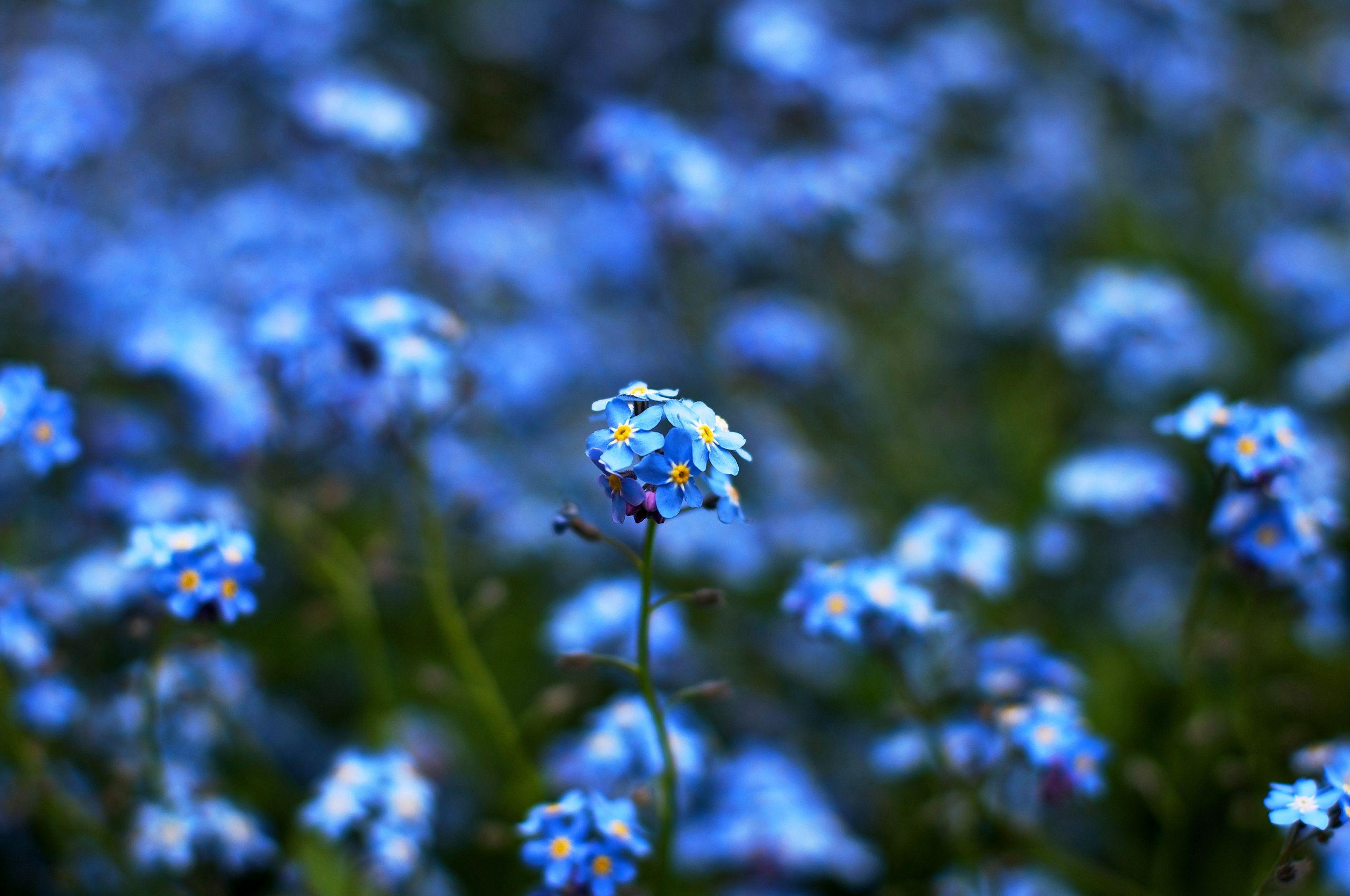 2560x1700 blue flowers love Desktop Wallpaperk HD
