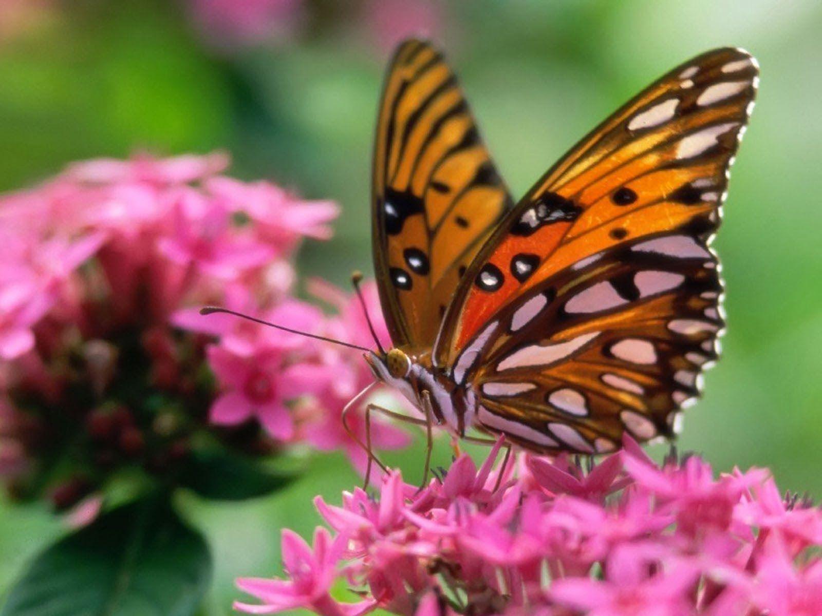 1600x1200 Butterfly Desktop Wallpaper Photo. Funny mages Gallery