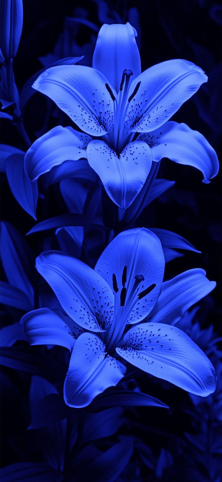 736x1595 Glossy flower wallpaper. Blue lily wallpaper 4k, Ultramarine blue wallpaper, Blue flower wallpaper