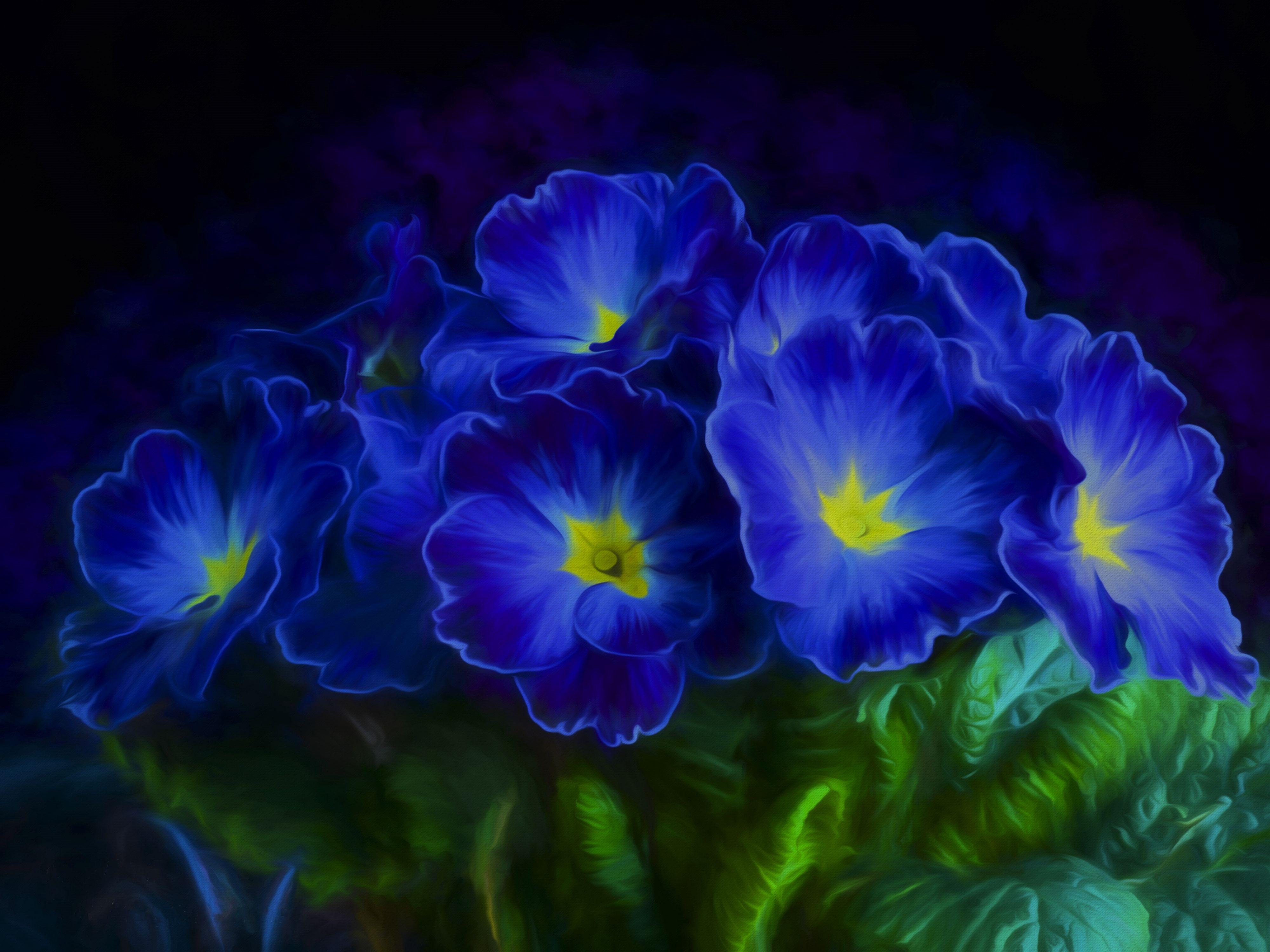 4000x3000 #Primrose Blue flowers, K. Mocah.org HD Desktop Wallpaper
