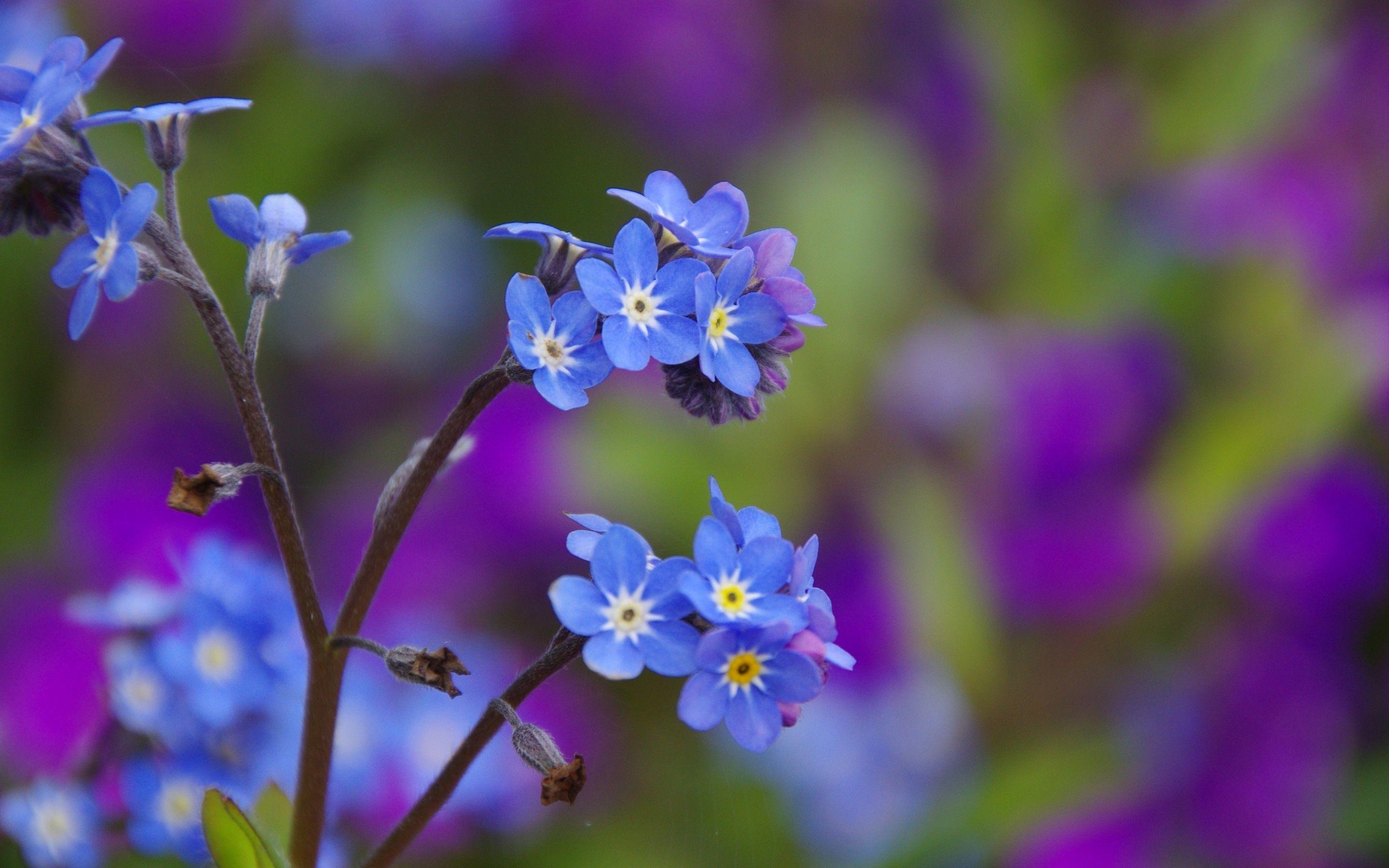 Blue Flowers Desktop Wallpapers - Top Free Blue Flowers Desktop ...