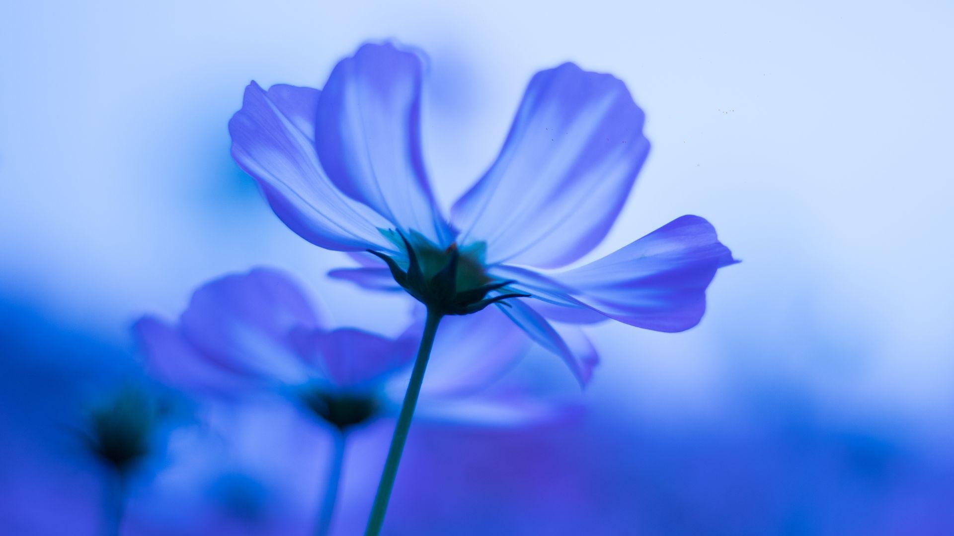1920x1080 Desktop wallpaper blue flowers, cosmos, blur, HD image, picture, background, 280cab