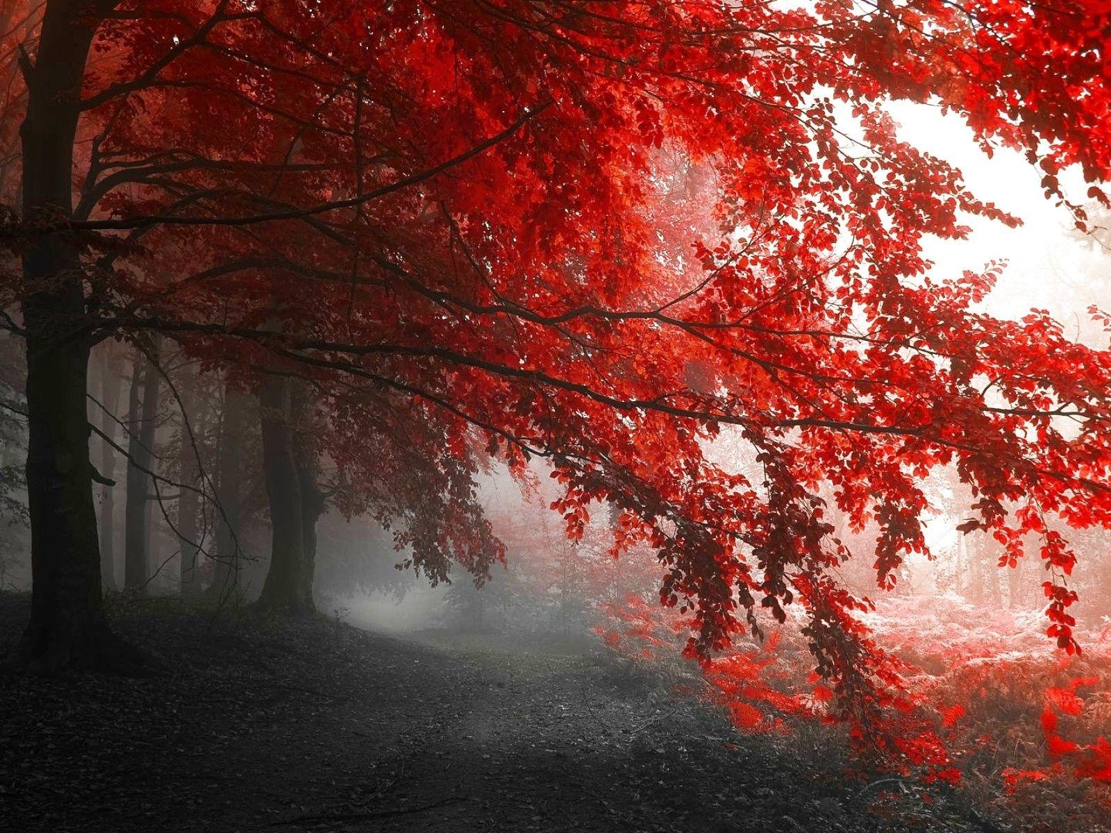 1600x1200 Colourful, forest, Landscape, Nature, Trees, HD Nature Wallpaper, Free Background Image iPhone, Tree, Nature