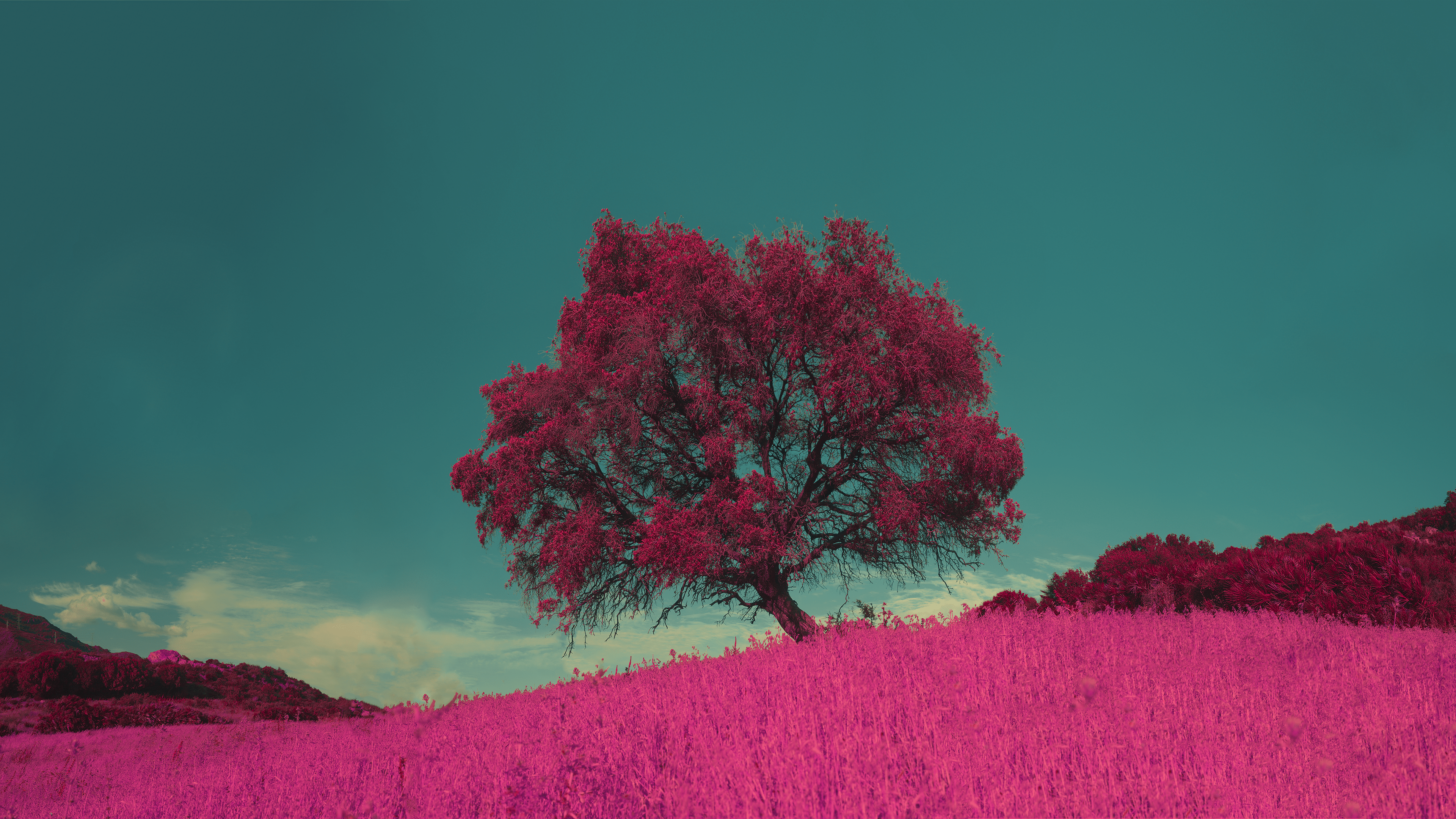 3840x2160 Isolated Tree In Málaga [3840×2160] Via R Wallpaper