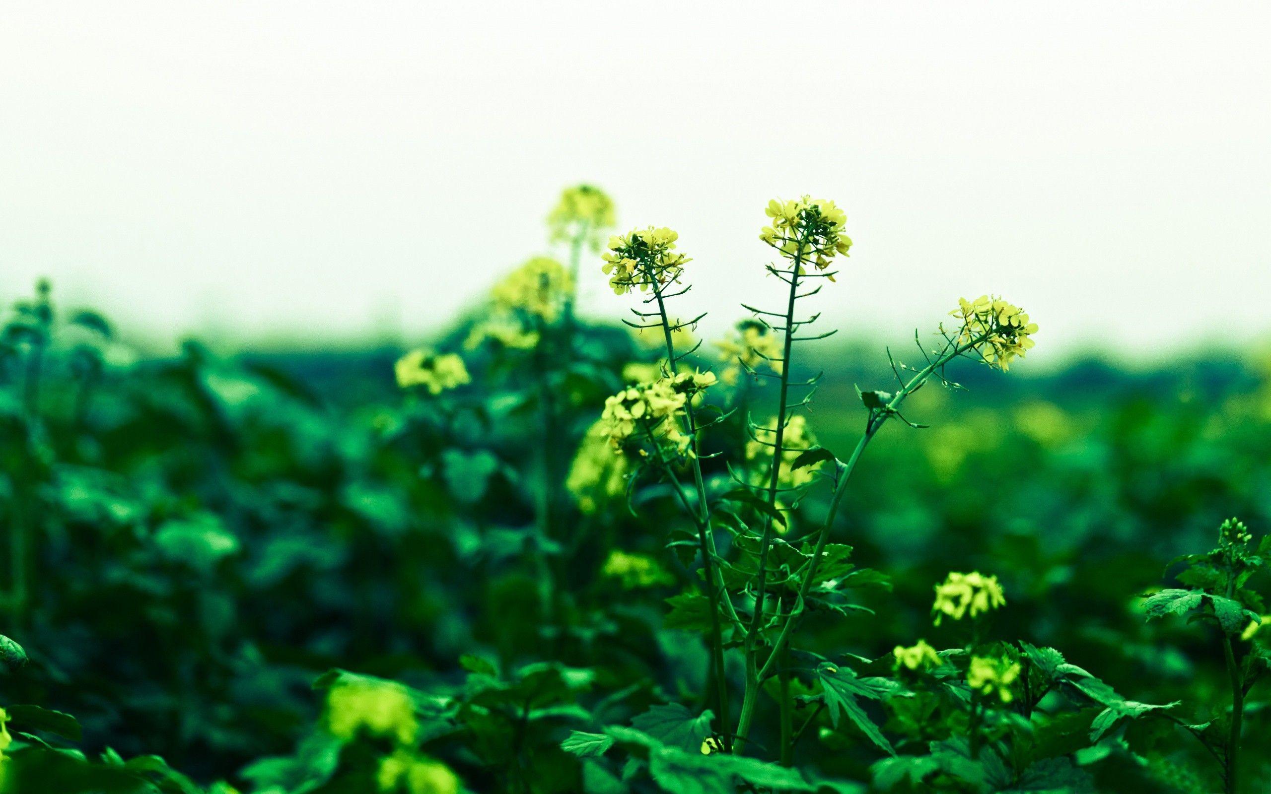 2560x1600 Nature Wallpaper, Beautiful, colourful, nature Display