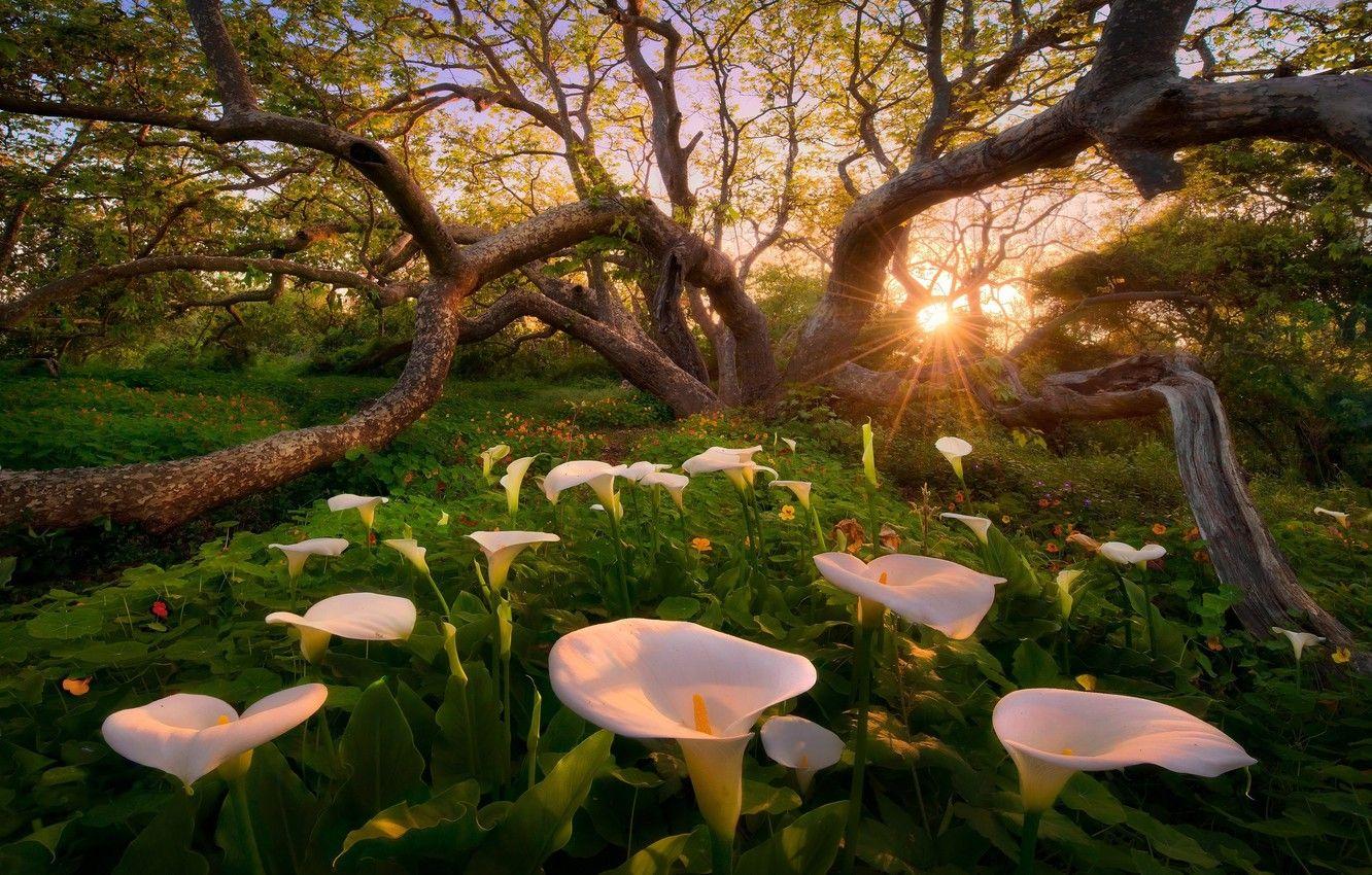 1332x850 Wallpaper Calla lilies, heaven on earth, Heaven on Earth image for desktop, section природа