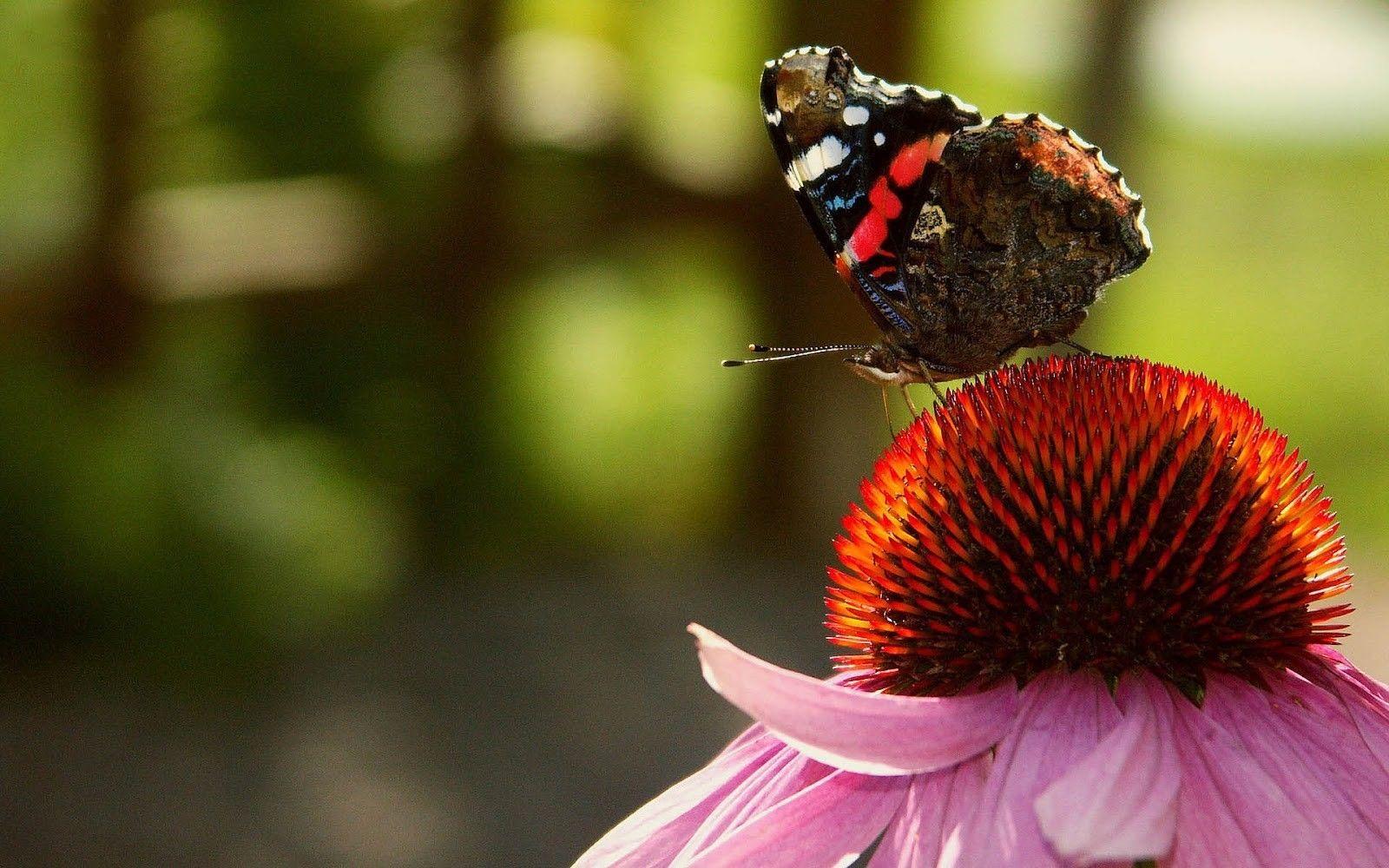 1600x1000 Beautiful Butterfly Wallpaper