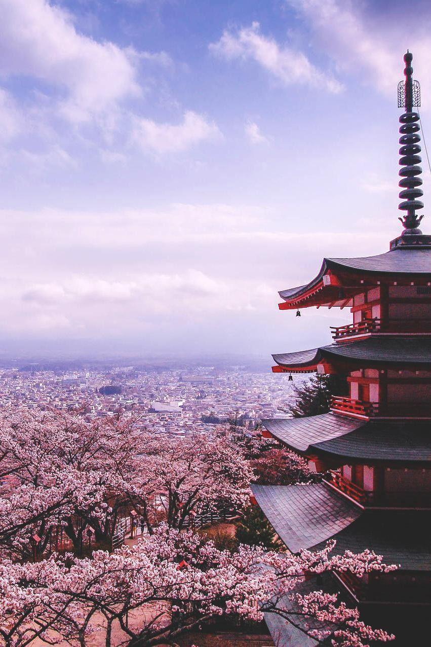 851x1276 Sakura Wallpaper For Phone