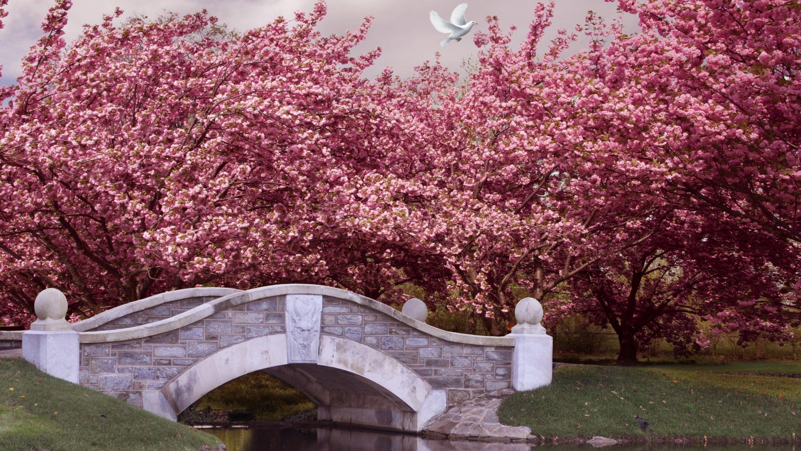 2560x1440 Wallpaper Japan, 5k, 4k wallpaper, blossom, cherry, bridge, river, dove, Nature