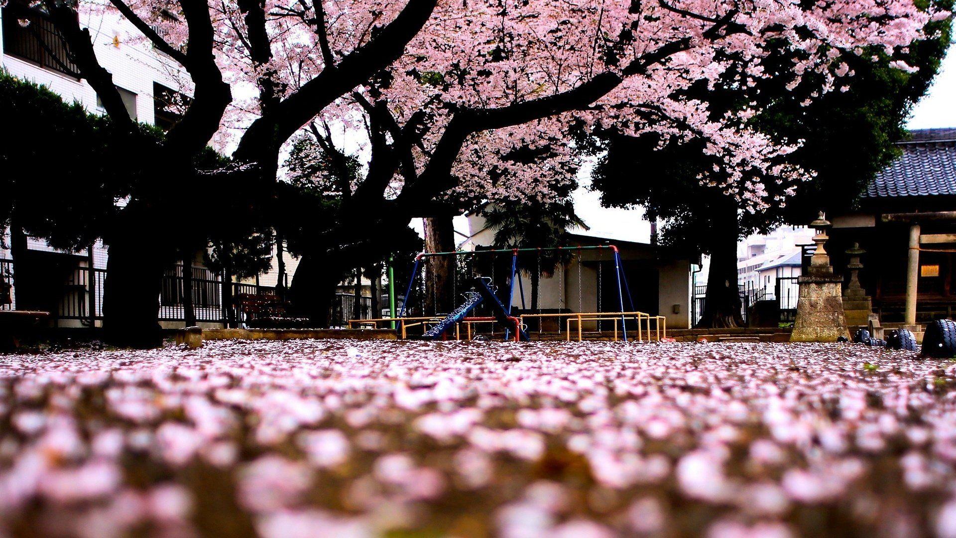 1920x1080 sakura, Tree, Spring, Japan Wallpaper HD / Desktop and Mobile Background