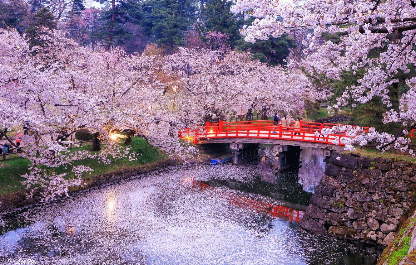 Japan Trees Wallpapers Top Free Japan Trees Backgrounds WallpaperAccess
