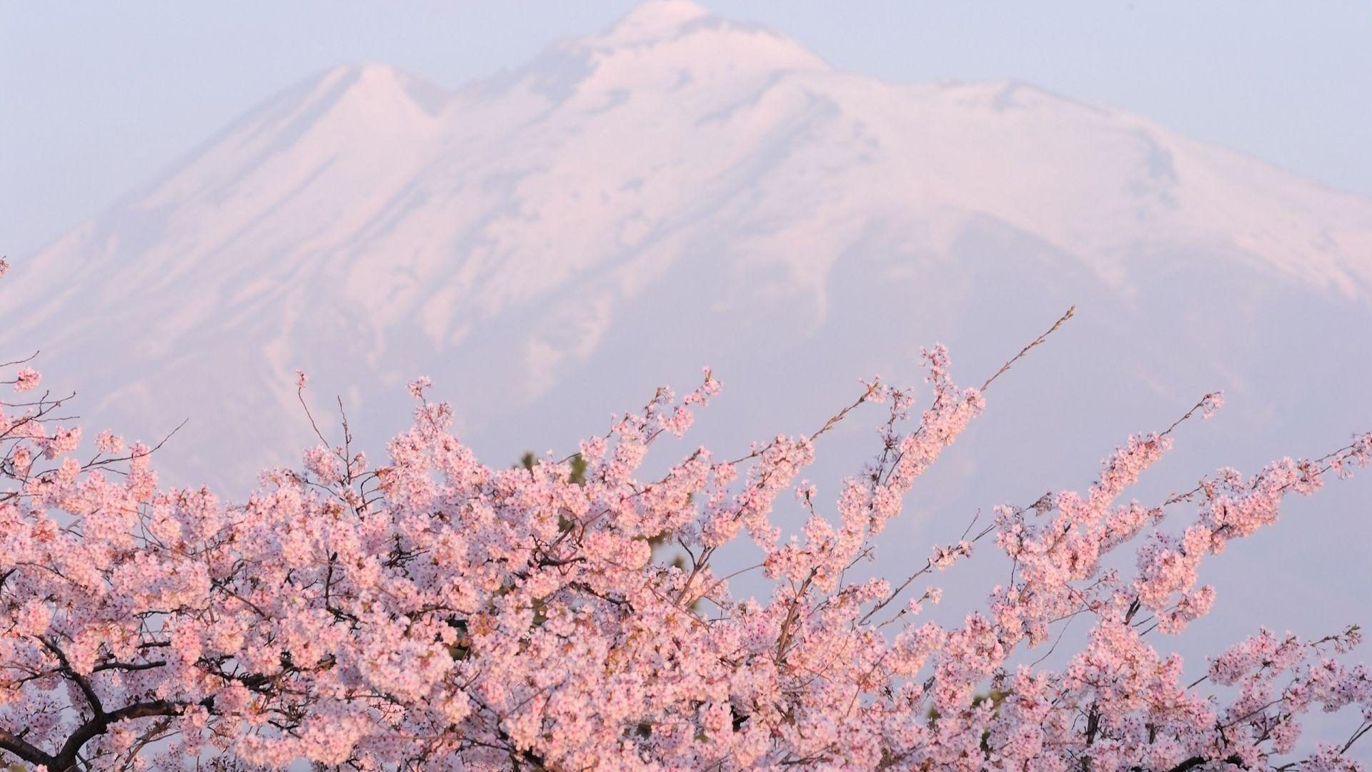 1920x1080 Sakura Wallpaper. Sakura Wallpaper, Naruto Sakura Wallpaper and Sakura Sasuke Wallpaper