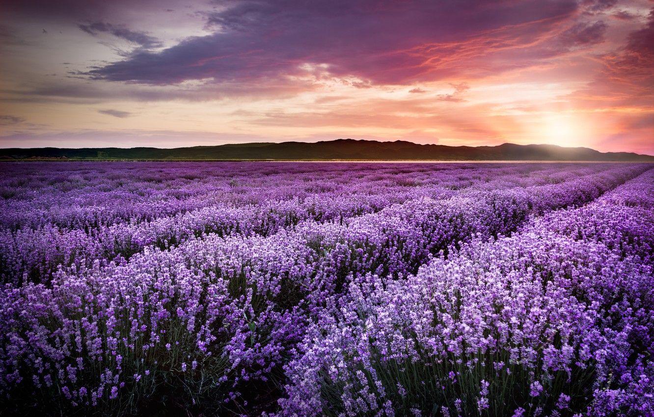 1332x850 Wallpaper purple, sunset, flowers, field, sunset, lavender, lavender, violet, lavender field, blooming image for desktop, section пейзажи