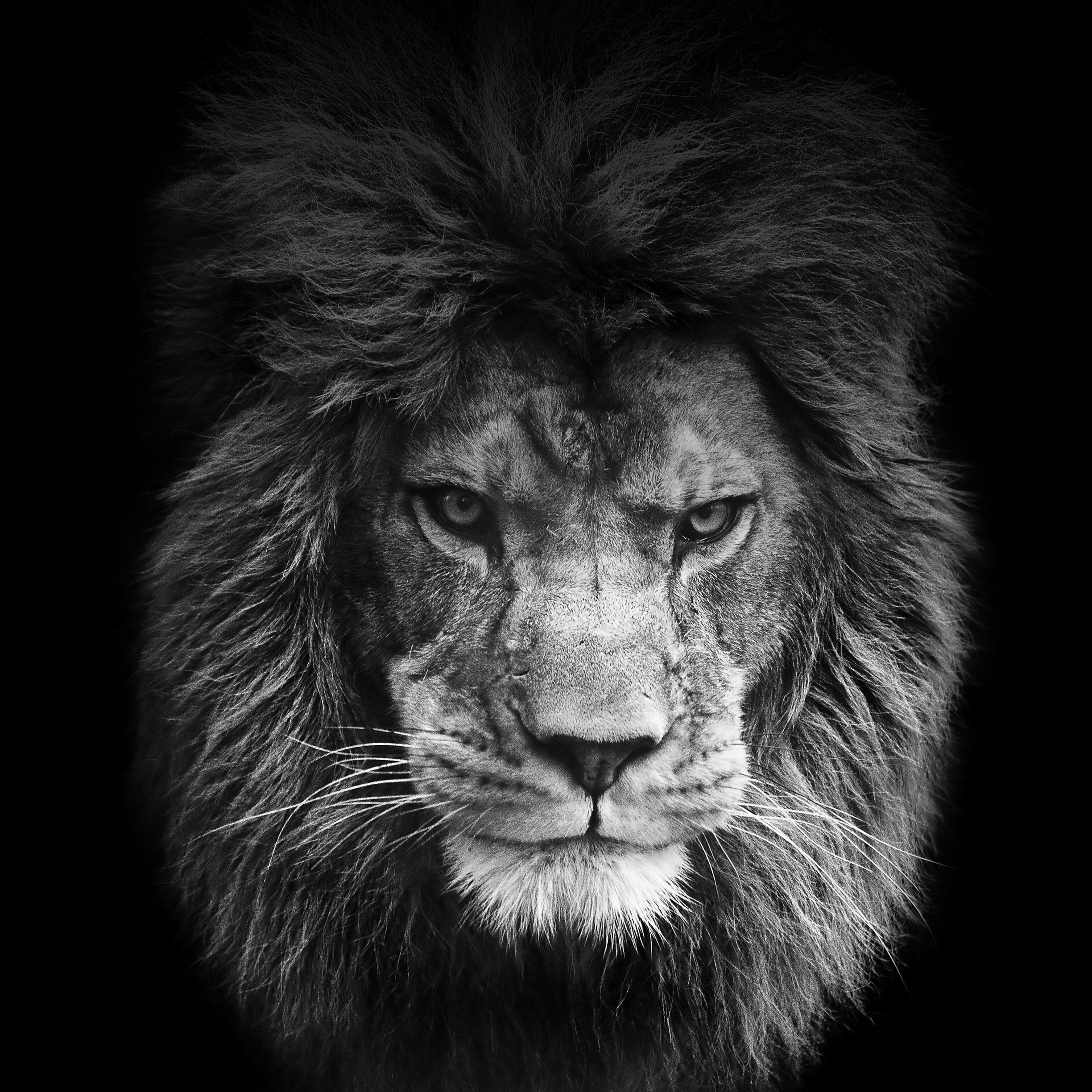 Download Gambar Lion Hd Wallpapers Black and White terbaru 2020