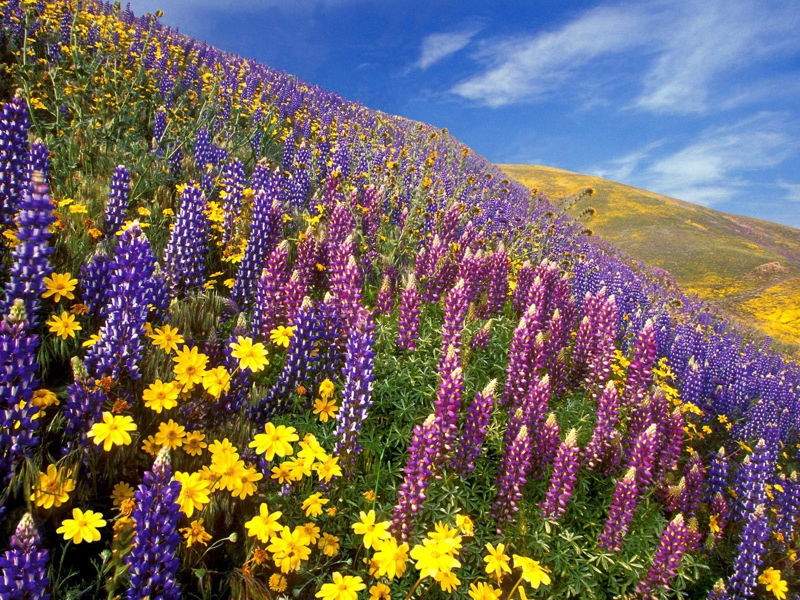 1600x1200 Webshots Wallpaper Flower Flower Valley Sikkim