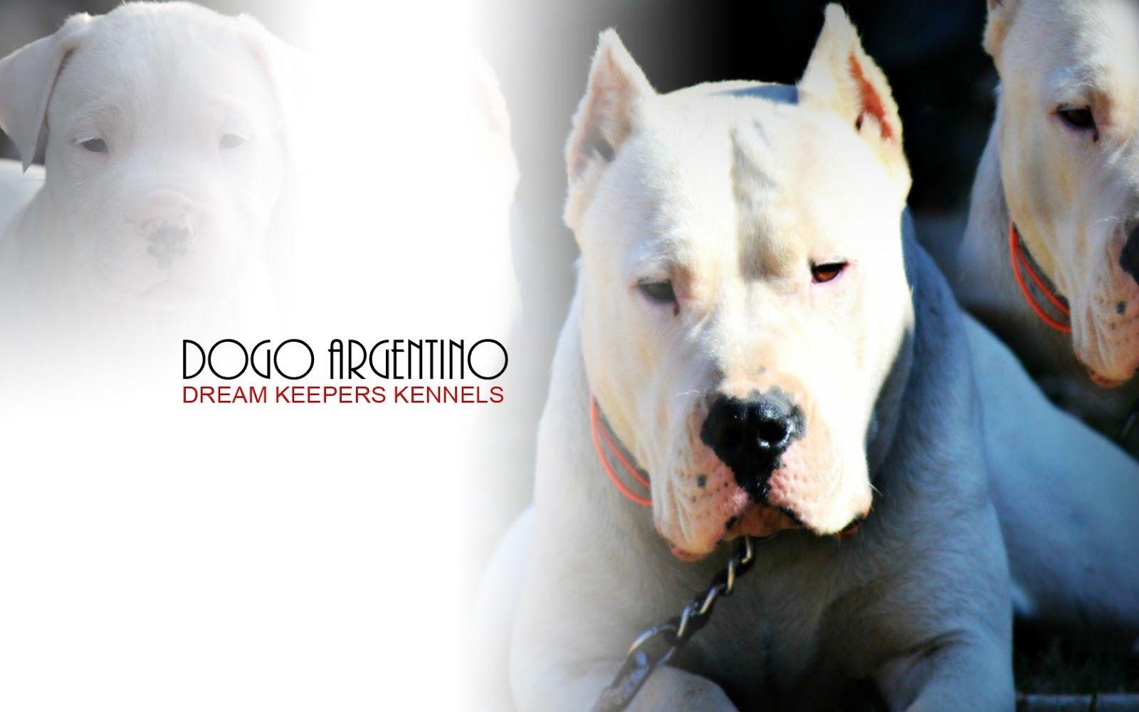 1600x1000 Dogo Wallpaper