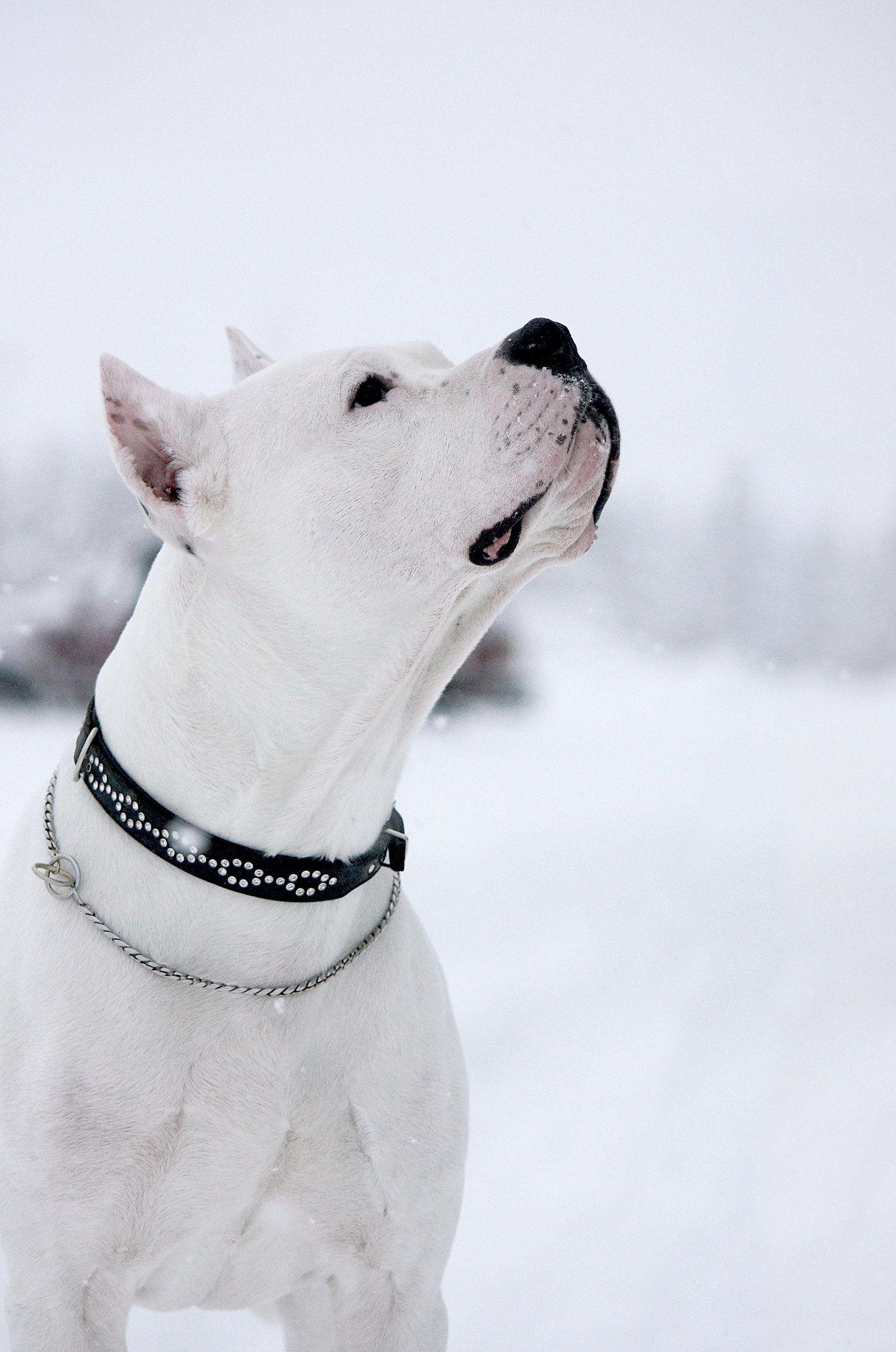 1600x2414 Let it snow. Bully breeds dogs, Dogs, Pitbulls