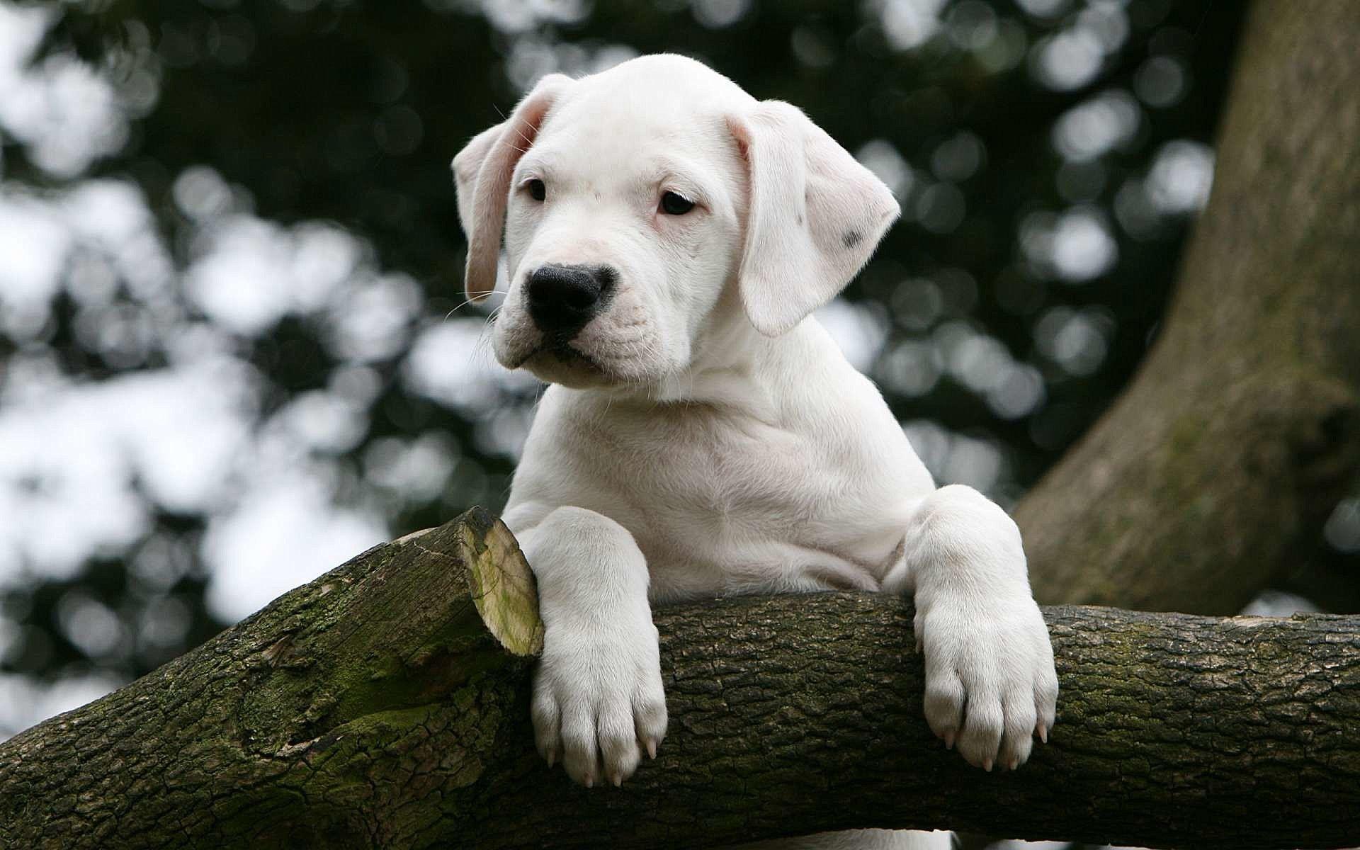 1920x1200 Dogo Argentino puppy on a tree. Download smart wallpaper adult dogs and puppies