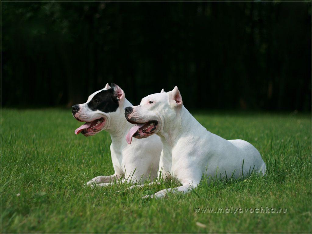 1024x768 Dogo Argentino wallpaperx768