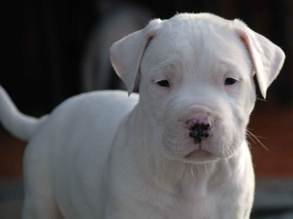 1024x768 Free download Dogo Argentino Wallpaper HD Download [1024x768] for your Desktop, Mobile & Tablet. Explore Dogo Wallpaper. Dogo Wallpaper