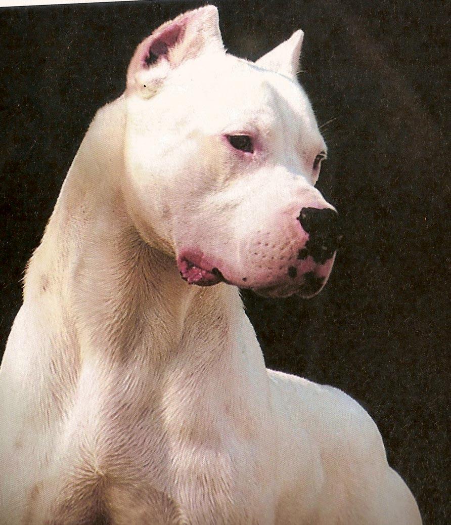 892x1038 Dogo Argentino Wallpaper
